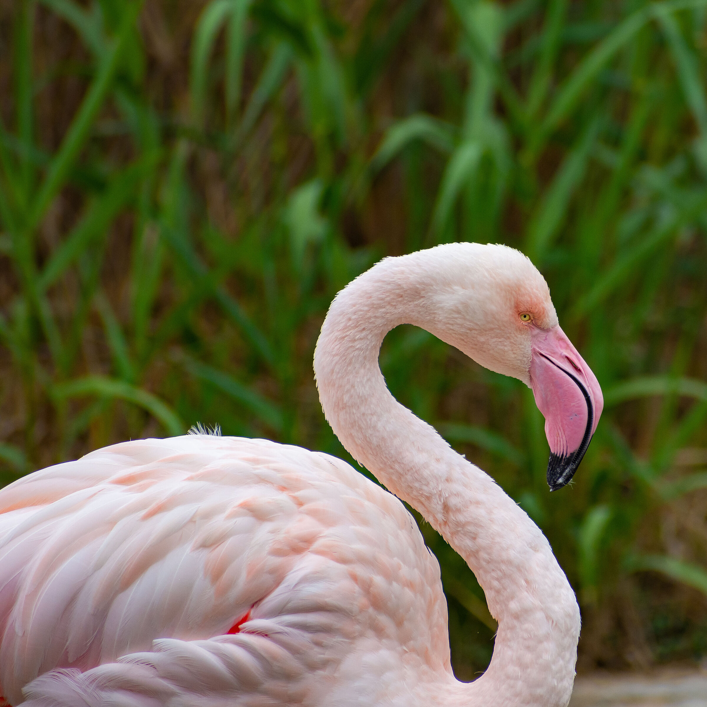 Fenicottero rosa