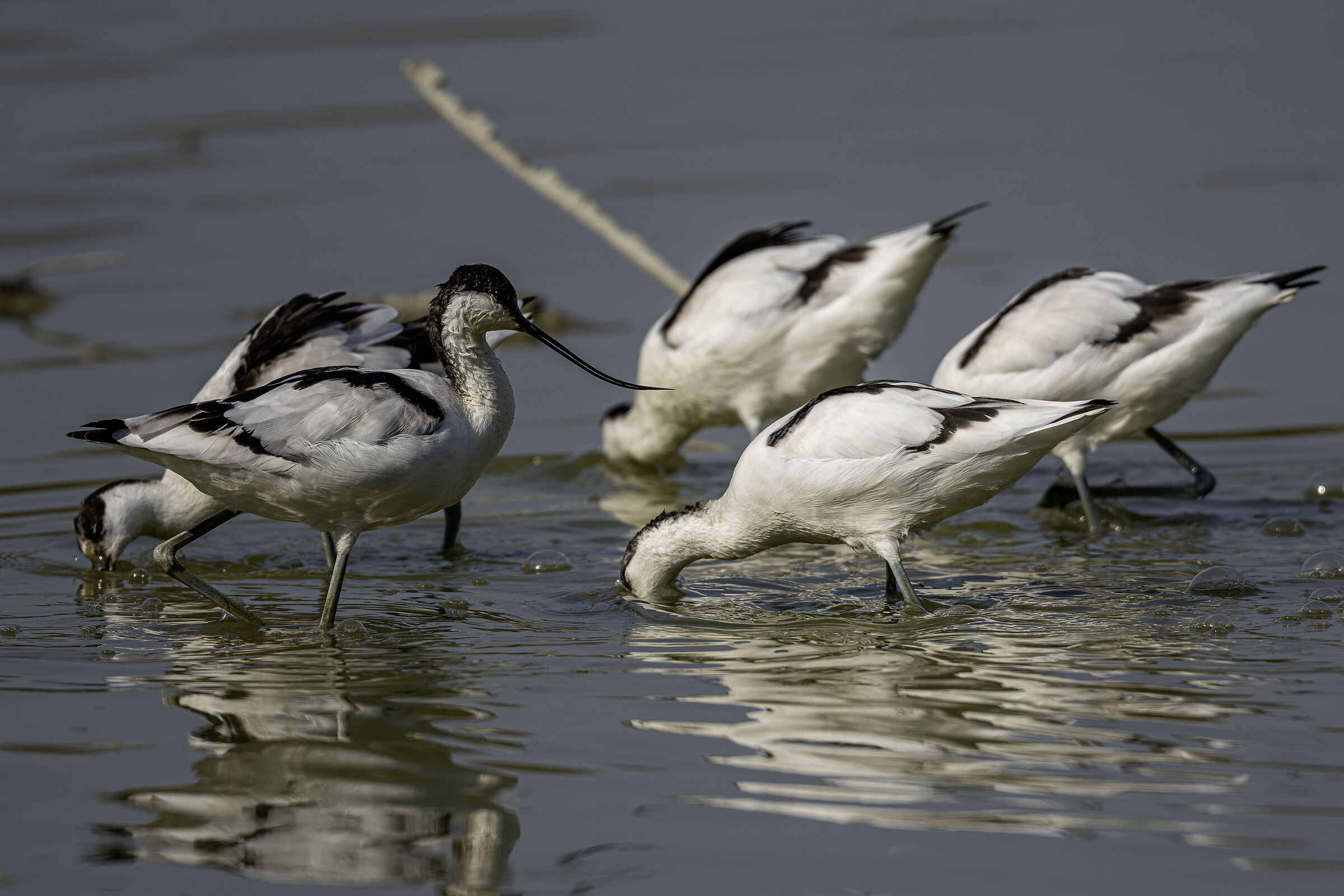 Avocette