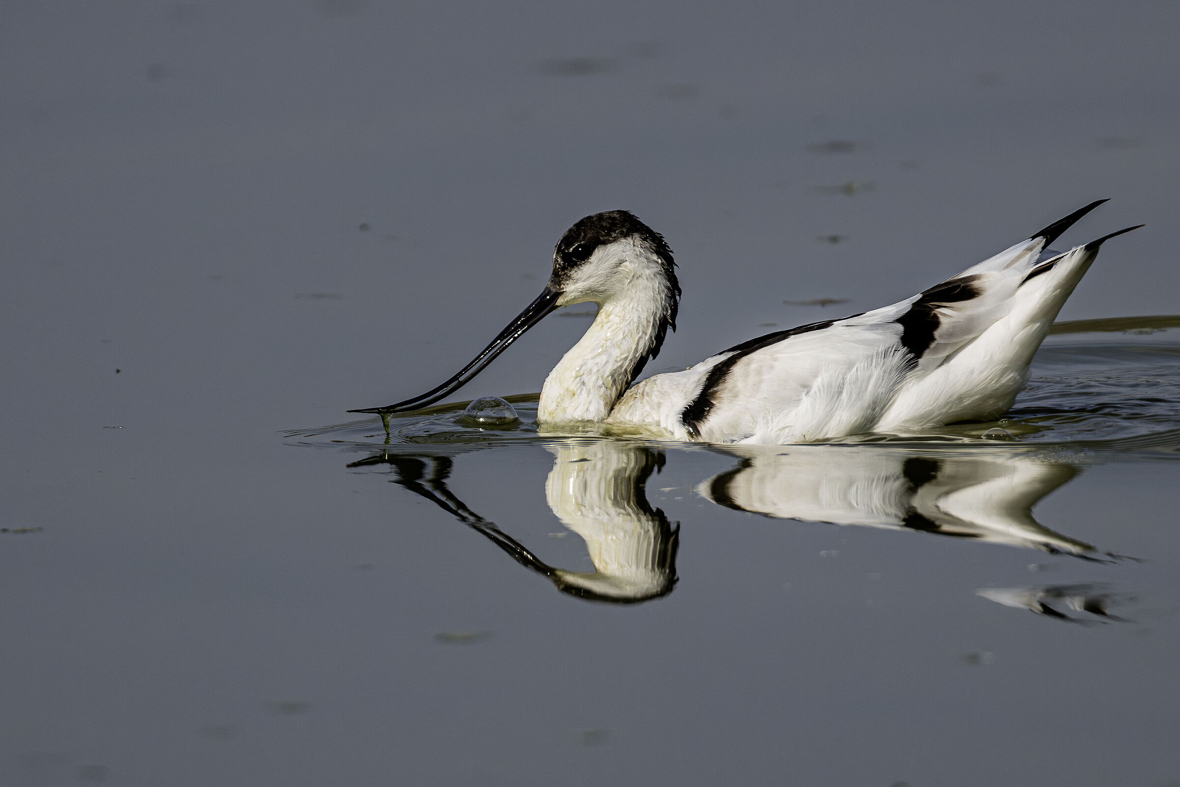 Avocetta