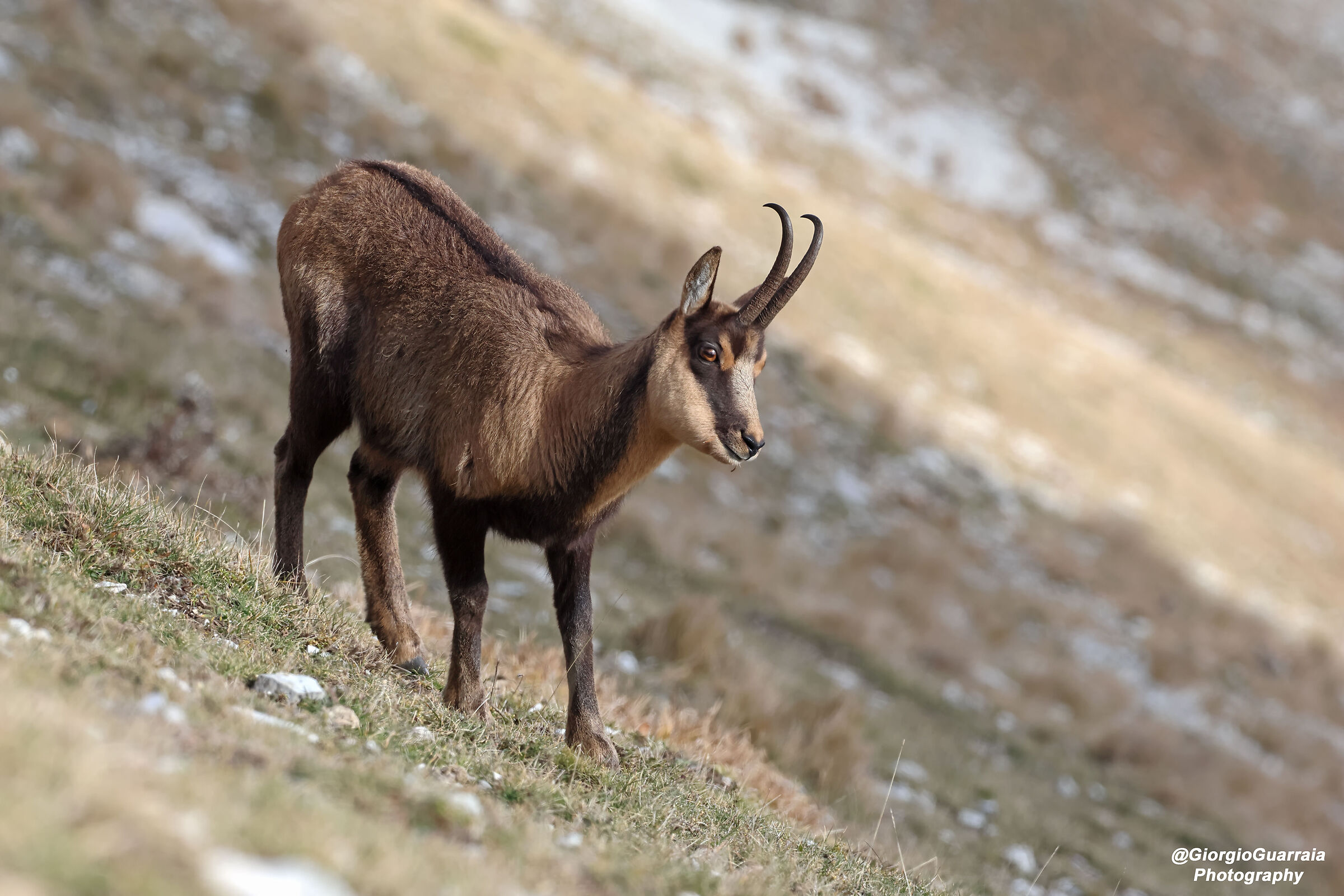 Camoscio appenninico