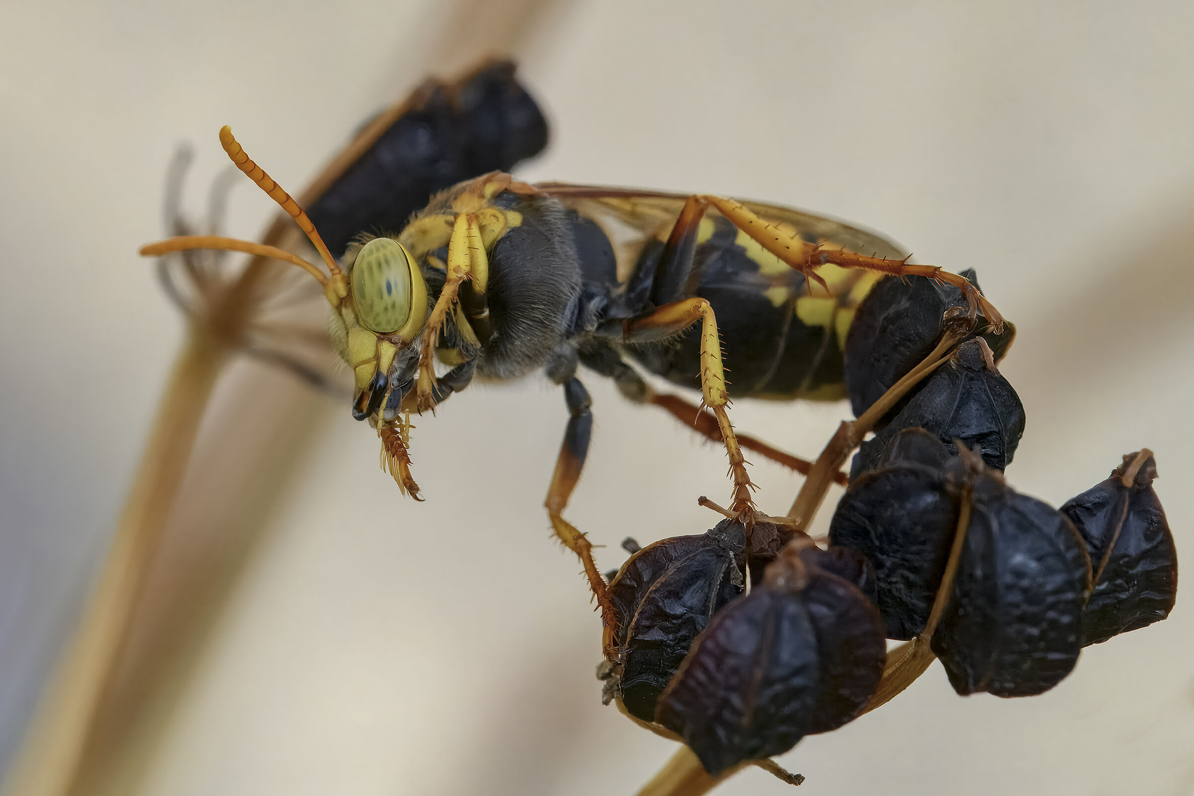 Bembix oculata