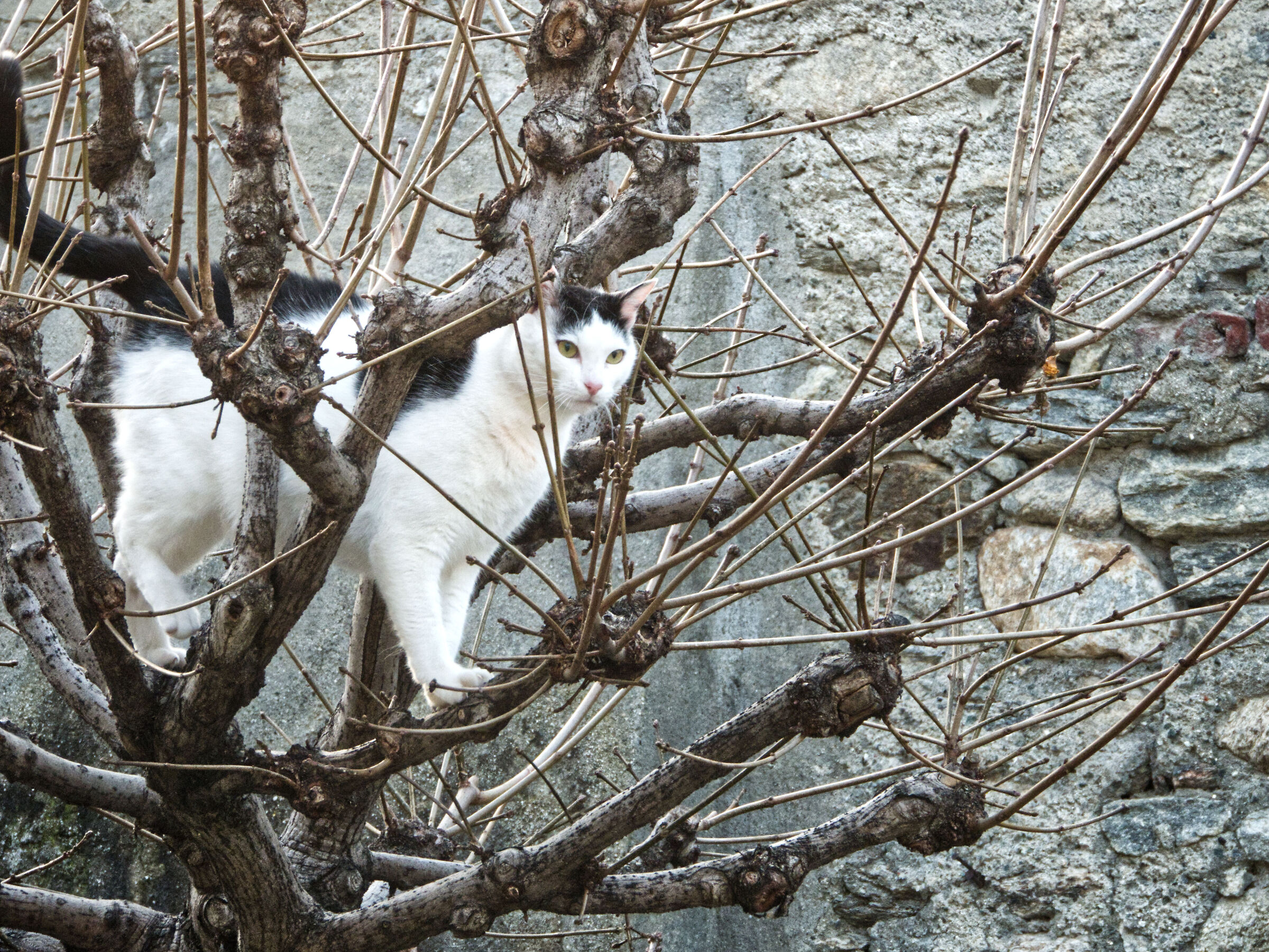 No no non mi fido umano!