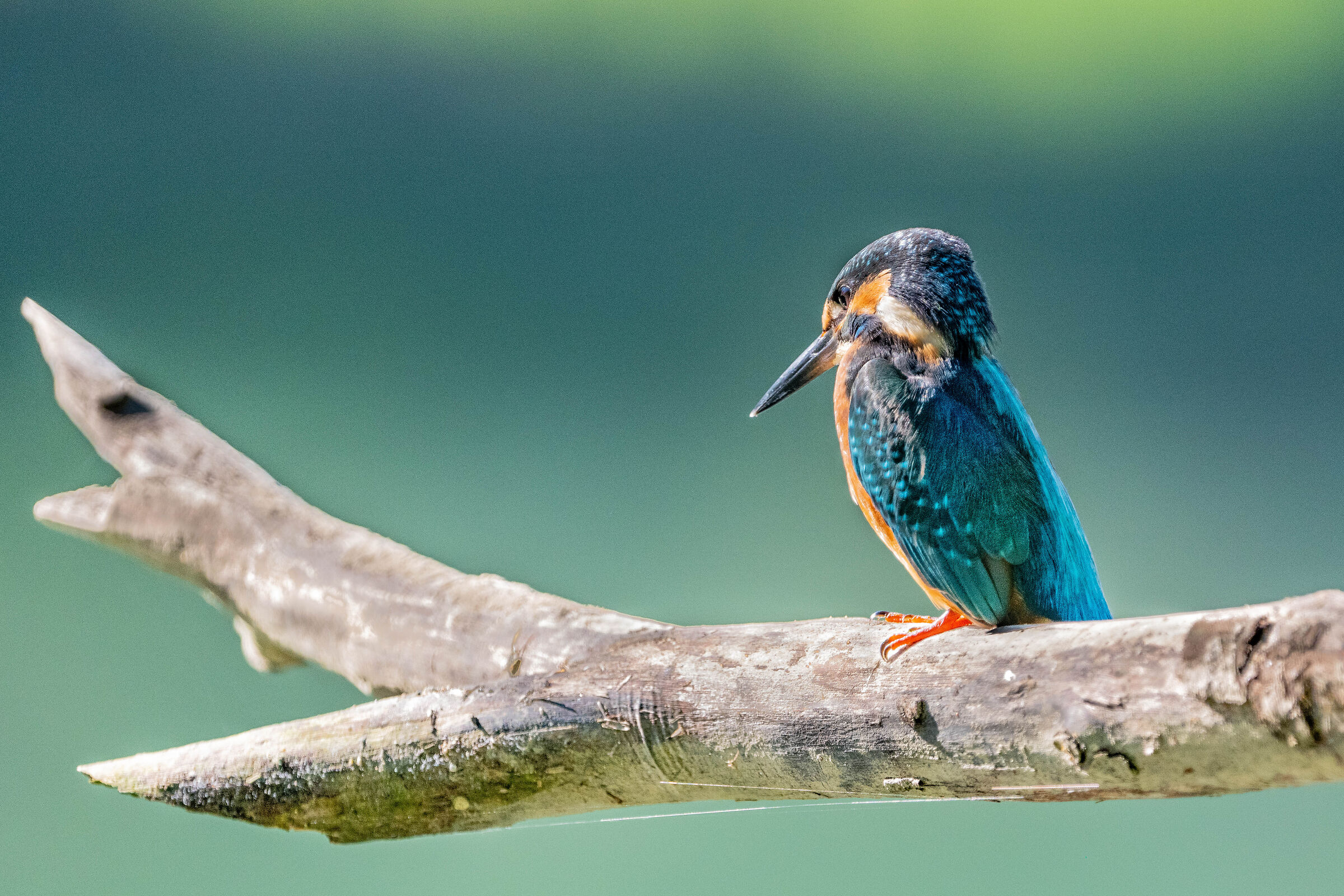 Kingfisher