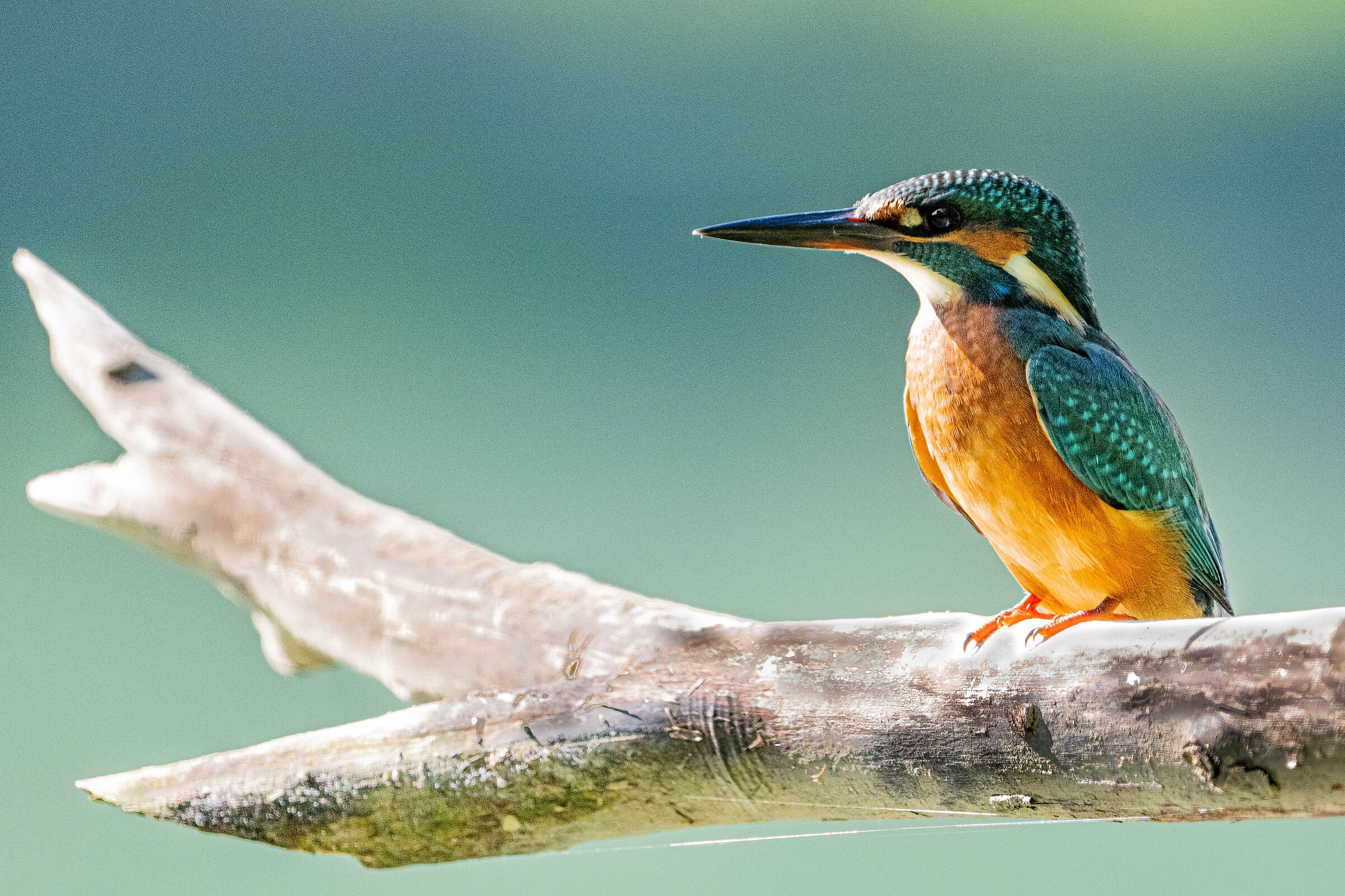 Kingfisher