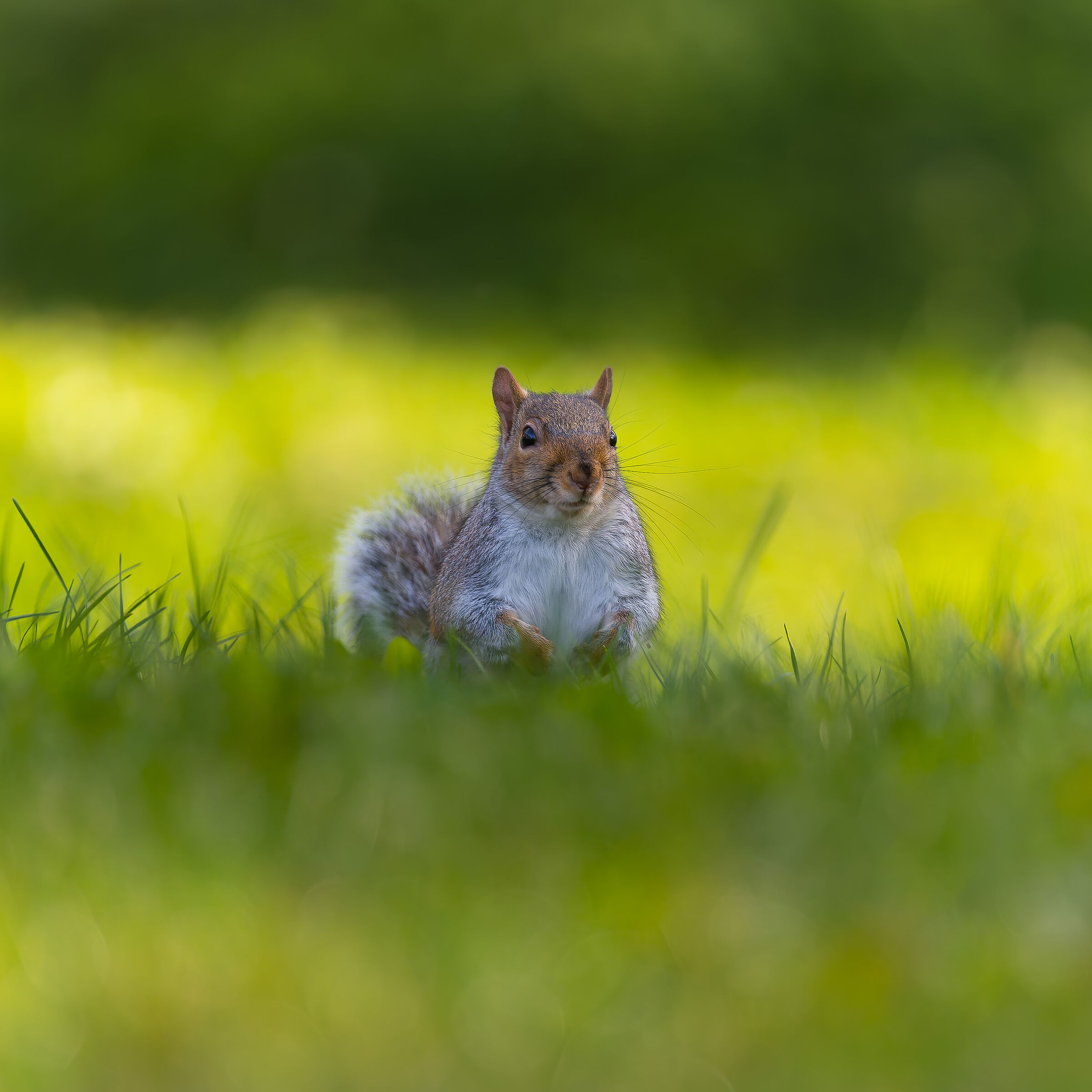 Grey Squirrel