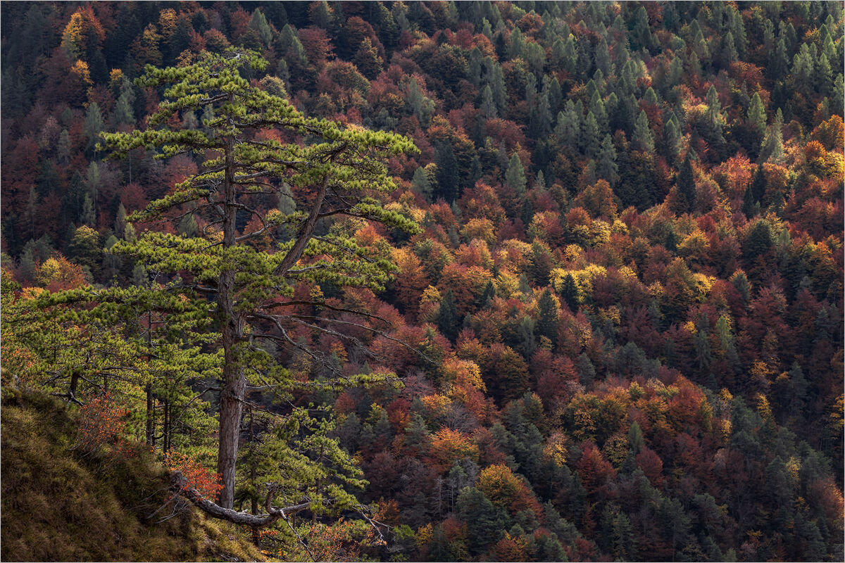 Autumnal Anthem