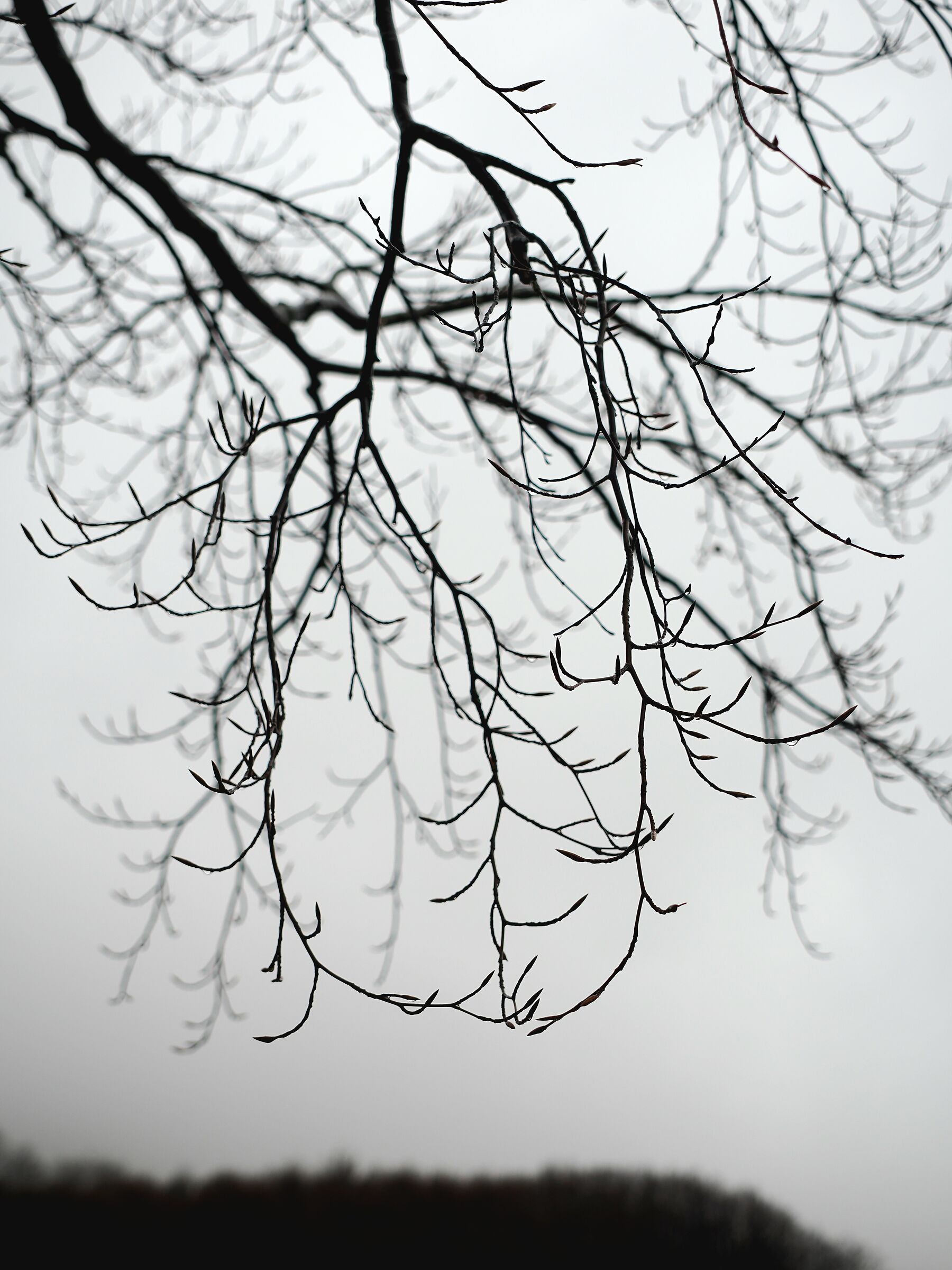 Branches