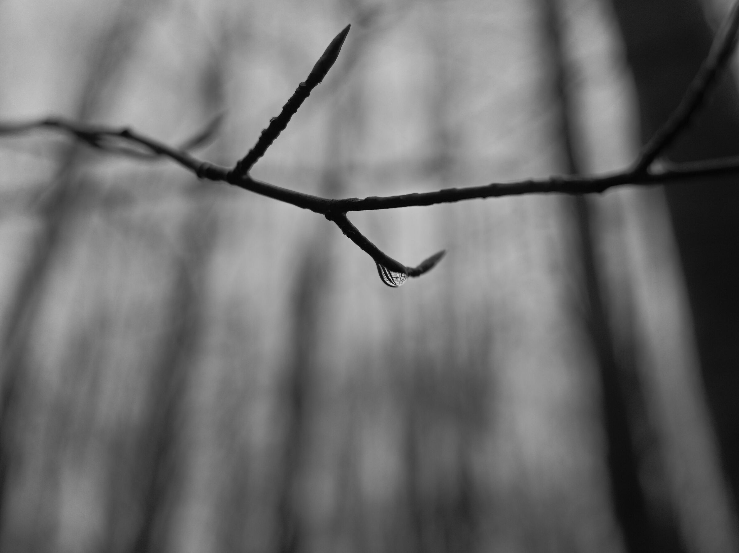 Drop close-up