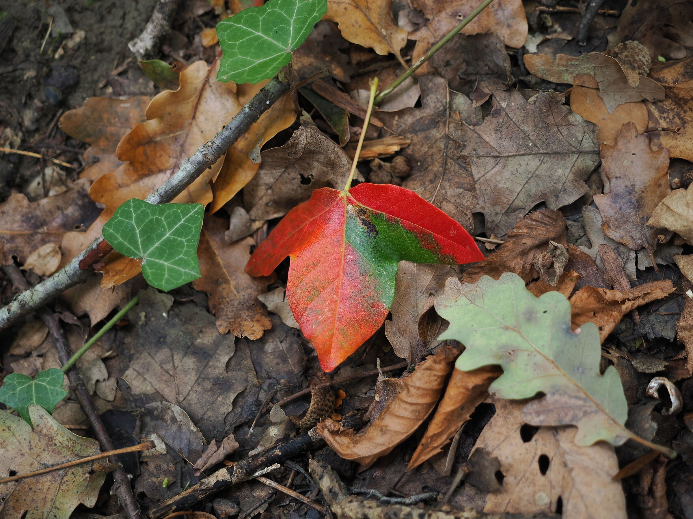 Leaf