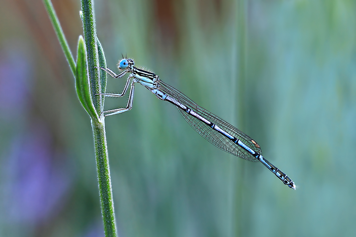 Damigella sulla lavanda