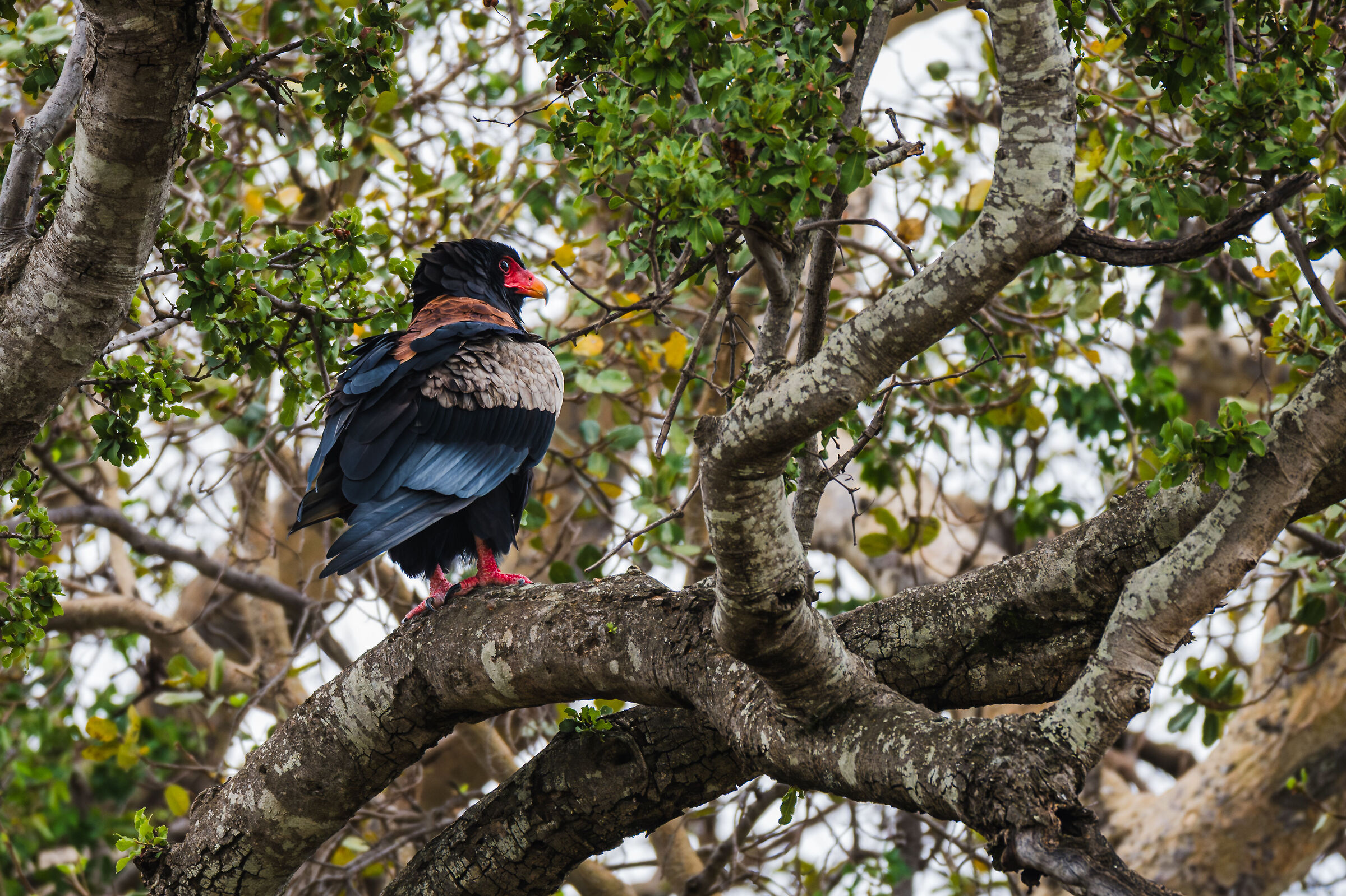 Bateleur