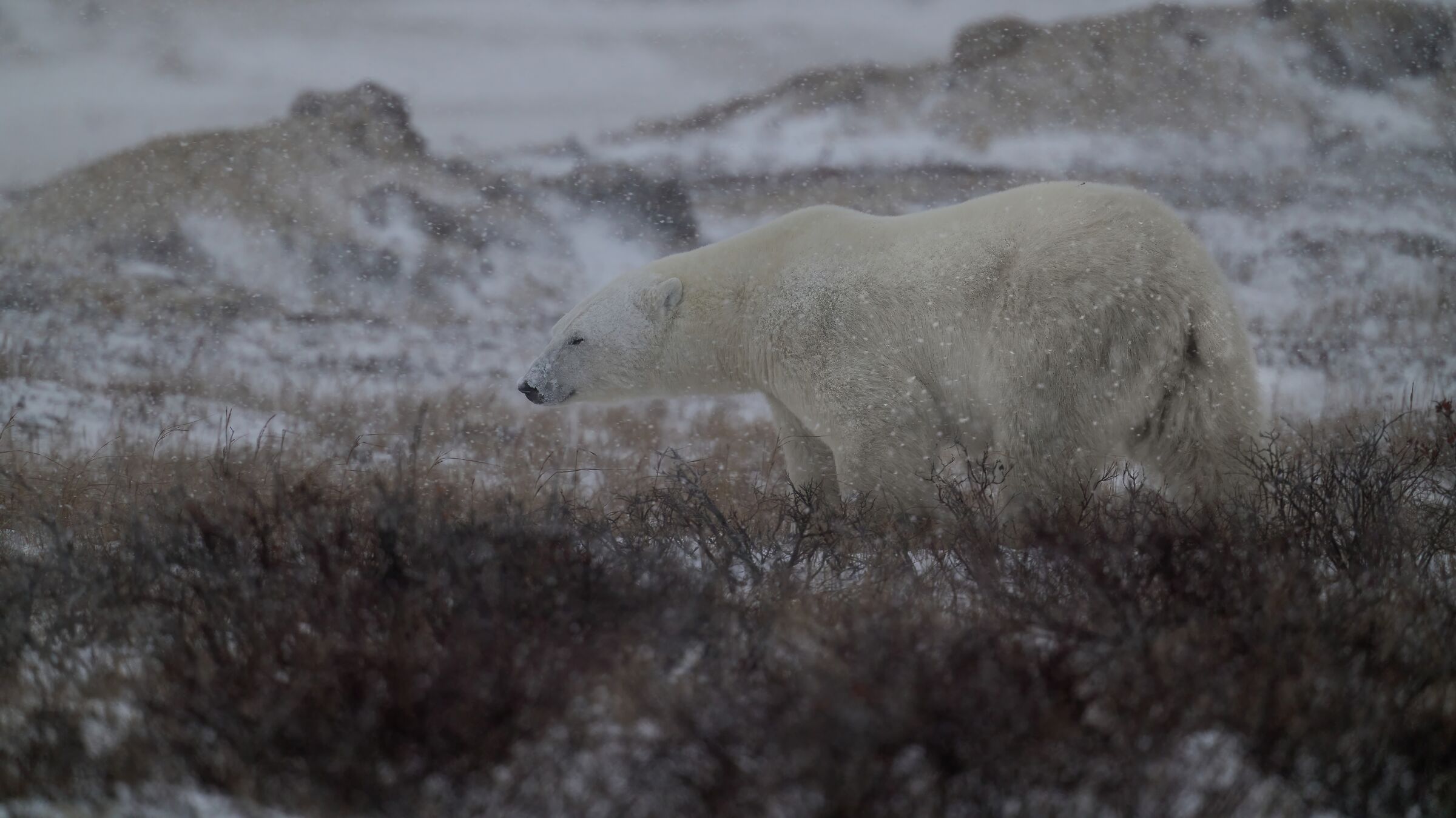 Orso polare (Churchill - Manitoba)