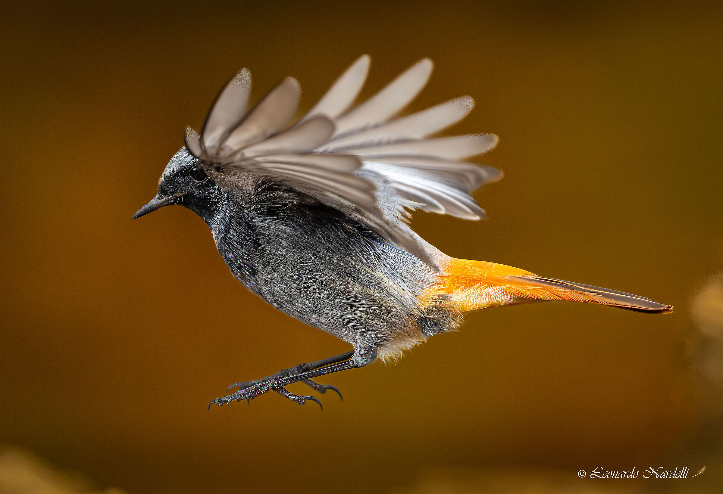 Chimney Sweep Redstart (Phoenicurus ochruros),