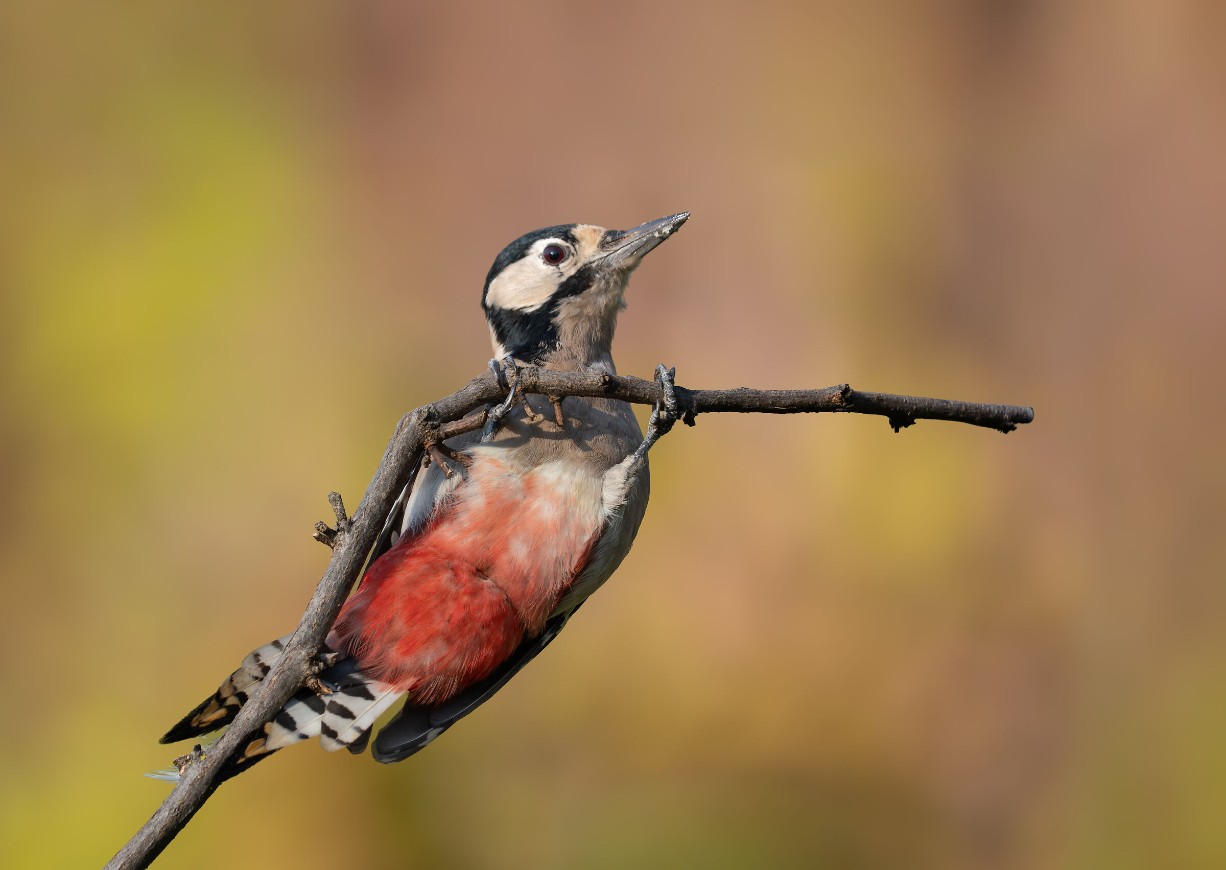 Great spotted woodpecker in the gym
