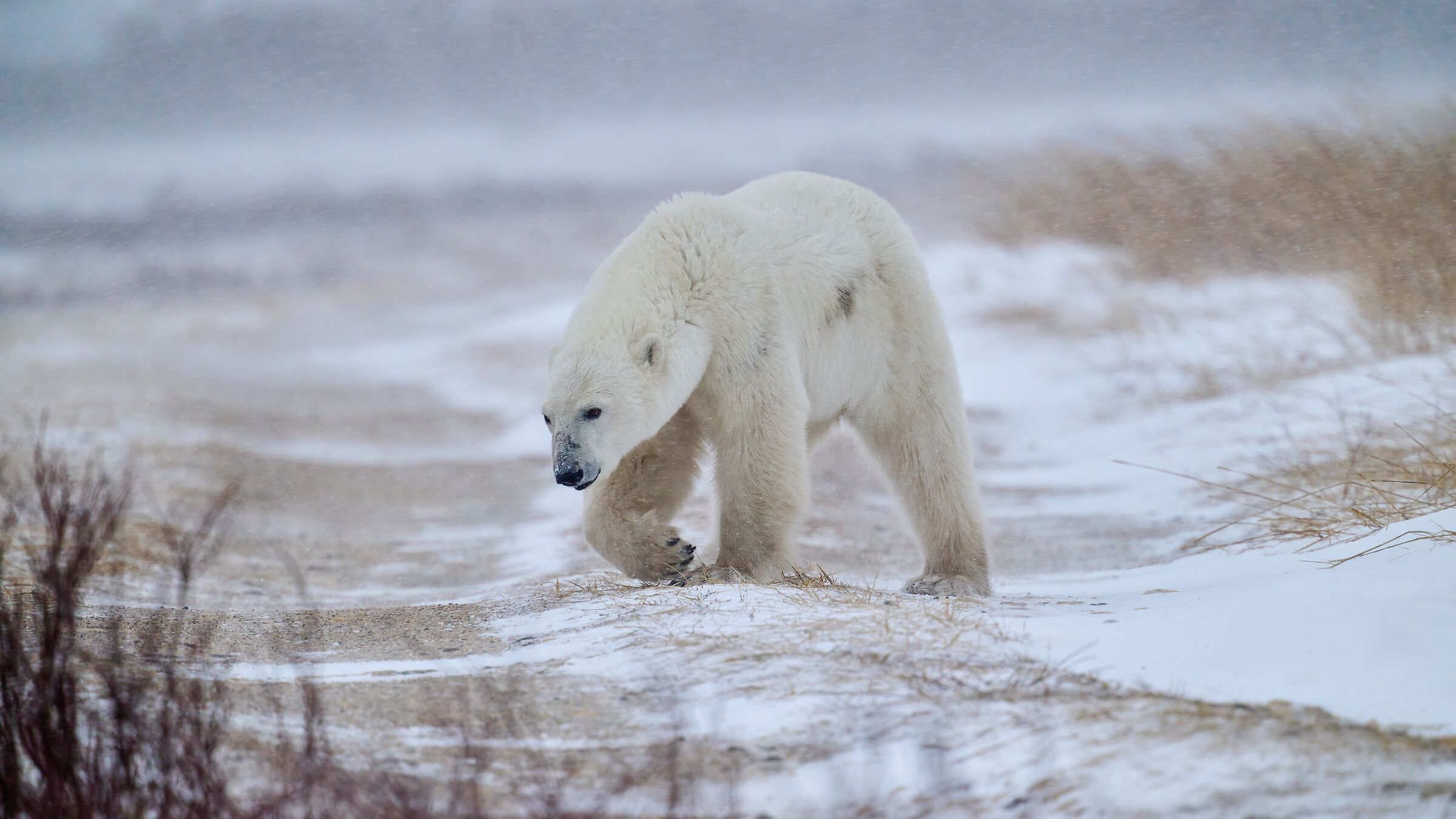 Orso polare (Churchill - Manitoba)