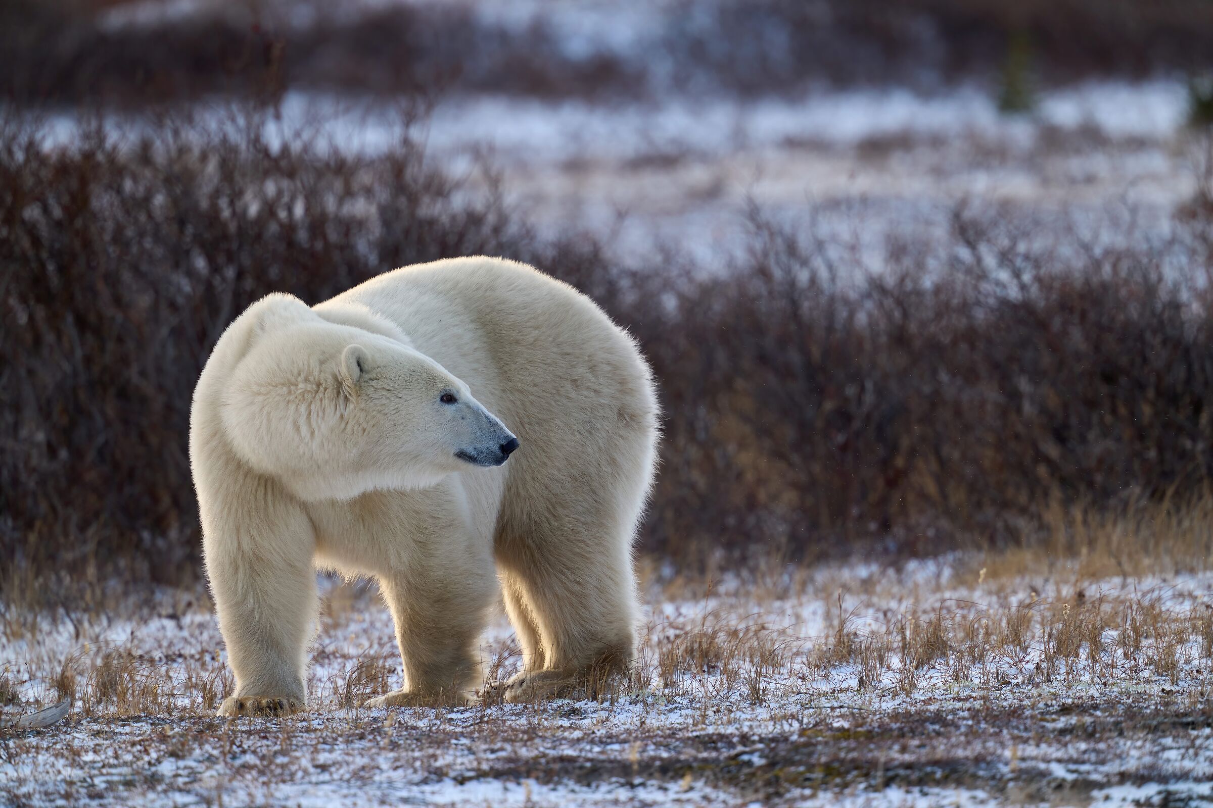 Orso polare (Churchill - Manitoba)