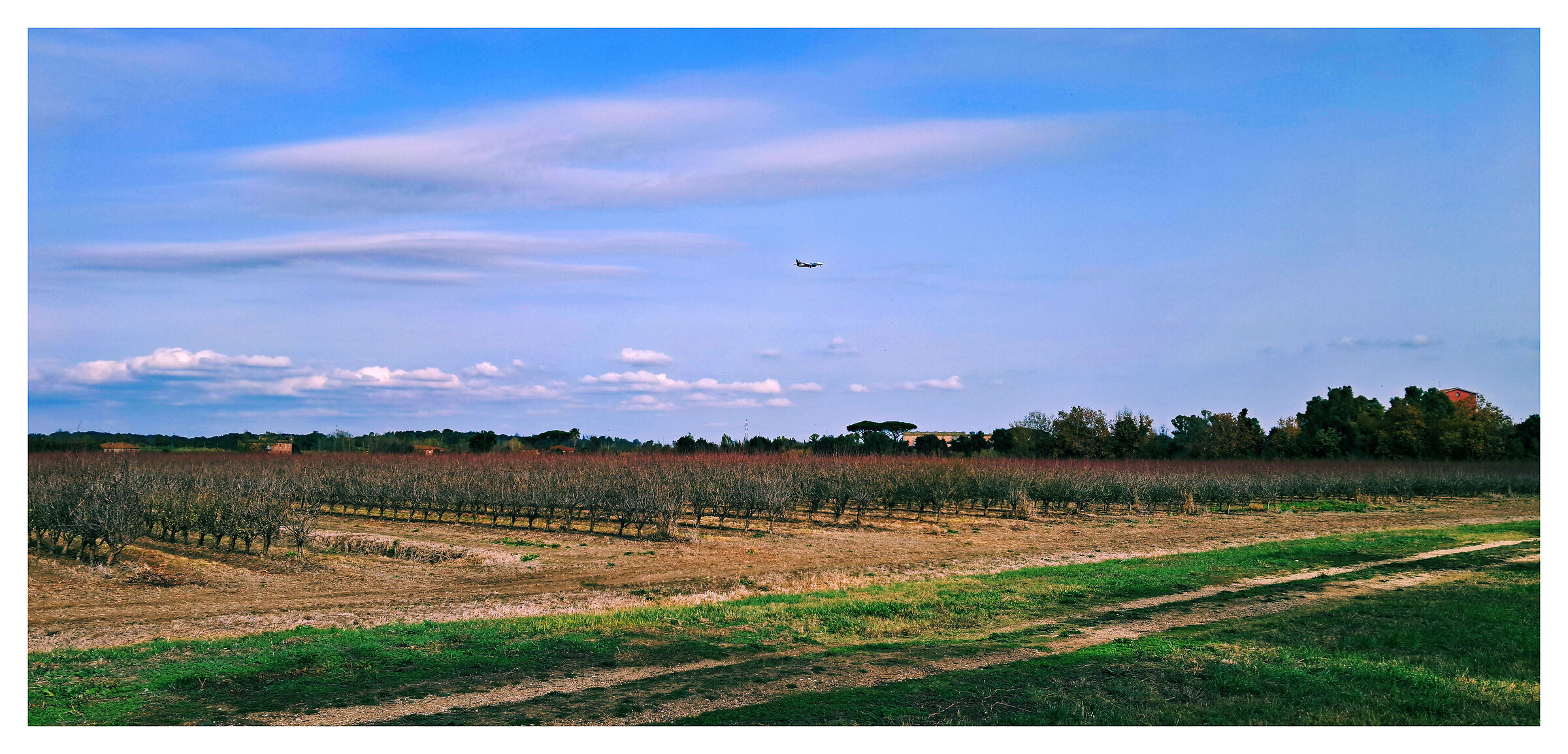 Coltivazione di Mandorlo superintensivo