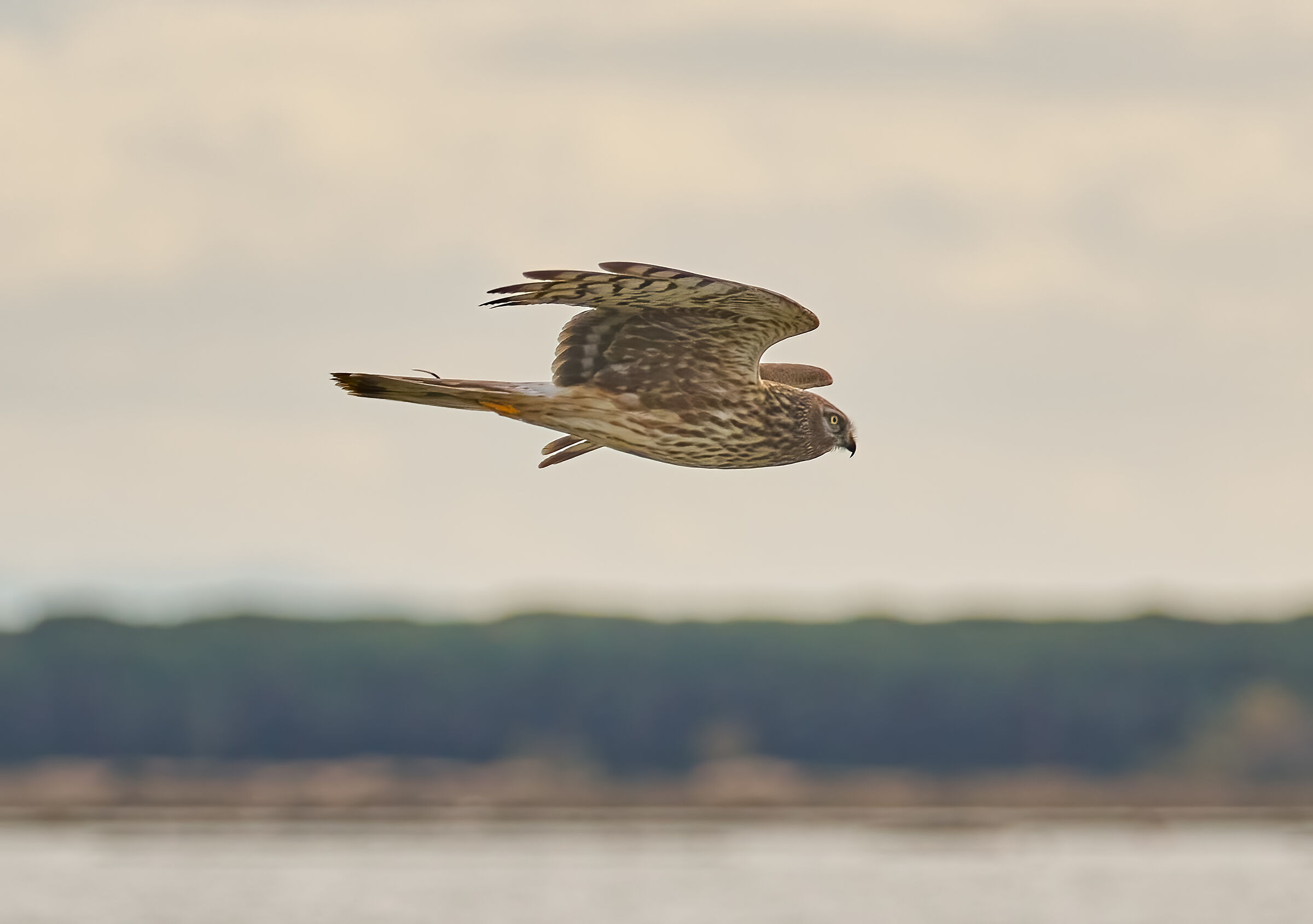 Hen harrier