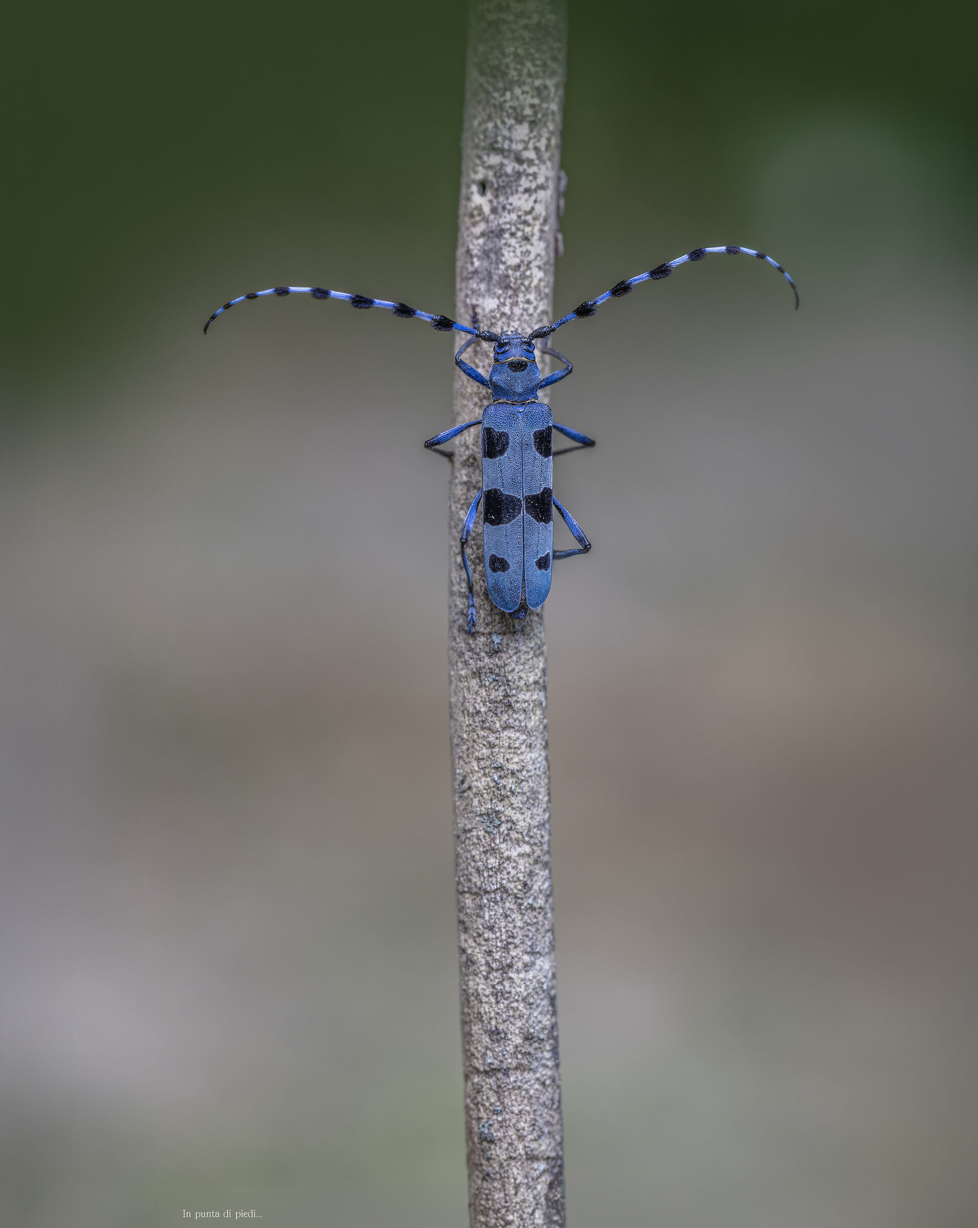 the jewel of the beech Forests - the secret blue of the