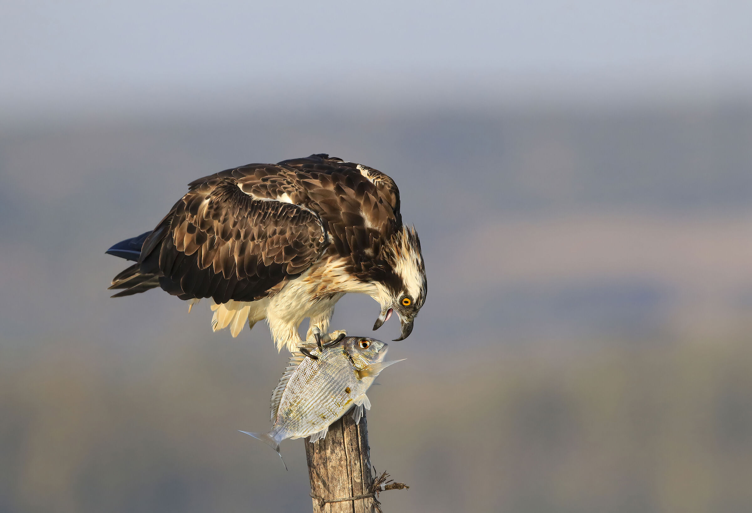 il falco pescatore e l'orata