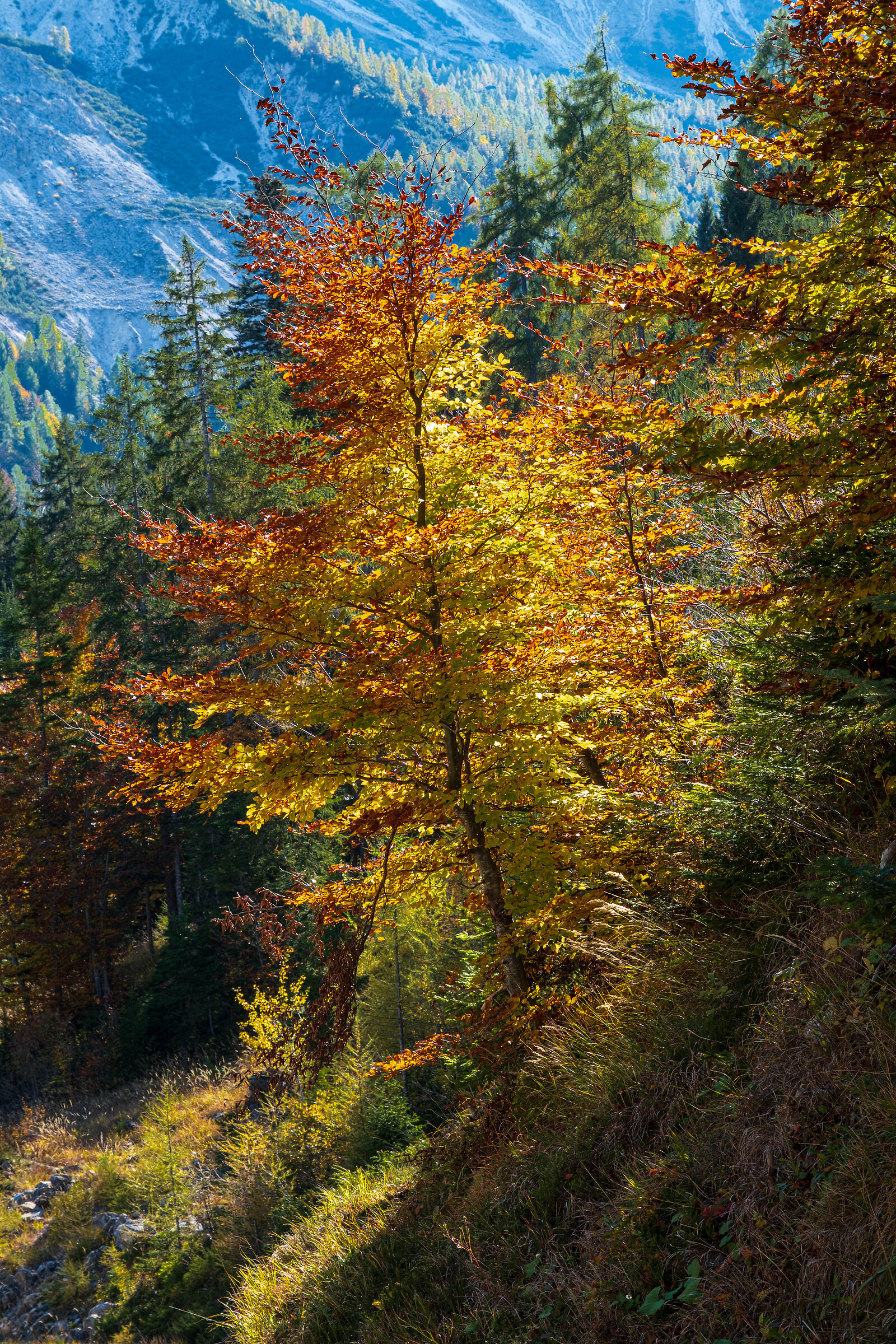 Autumn and its colours