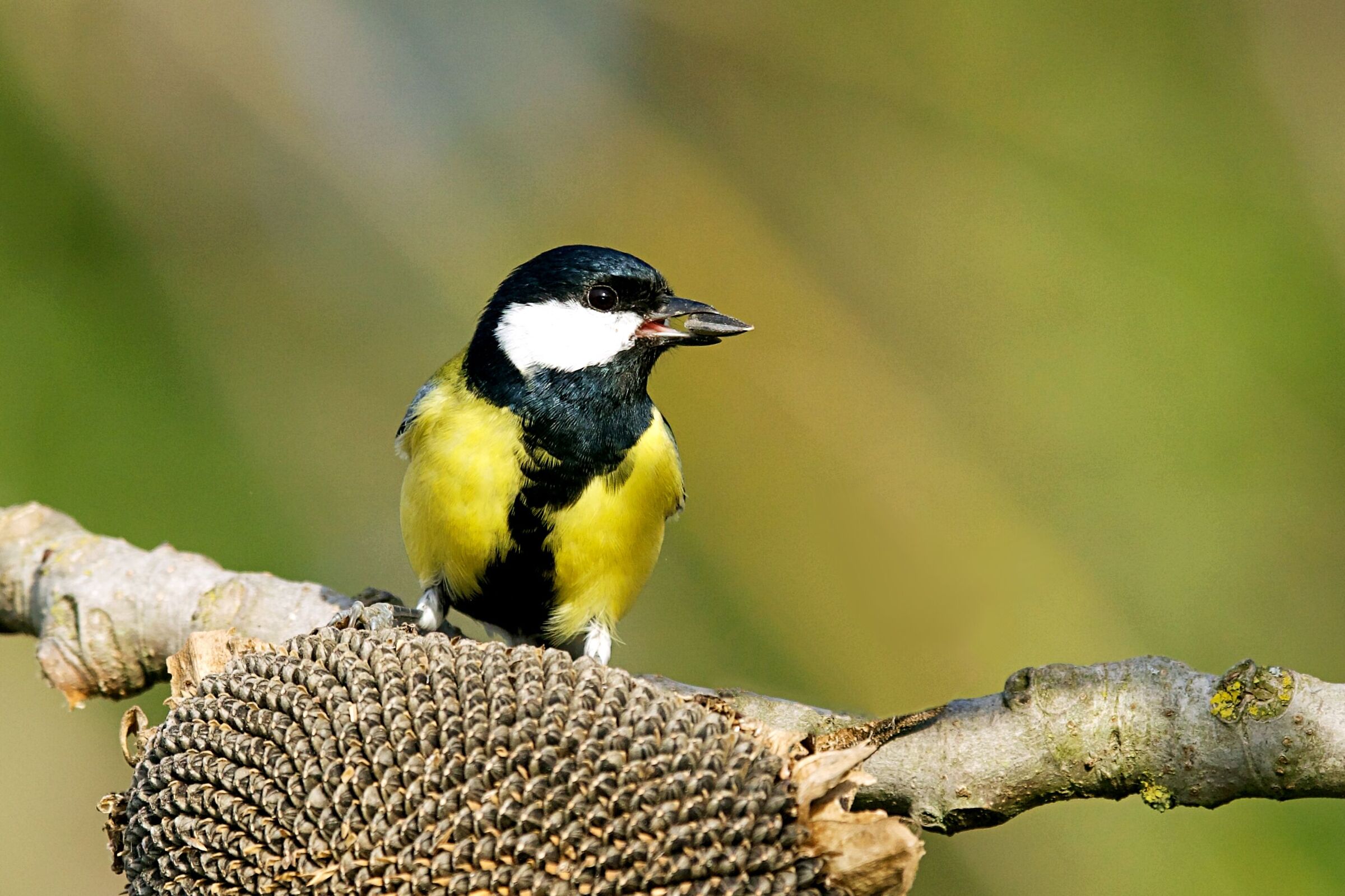 Cinciallegra affamata