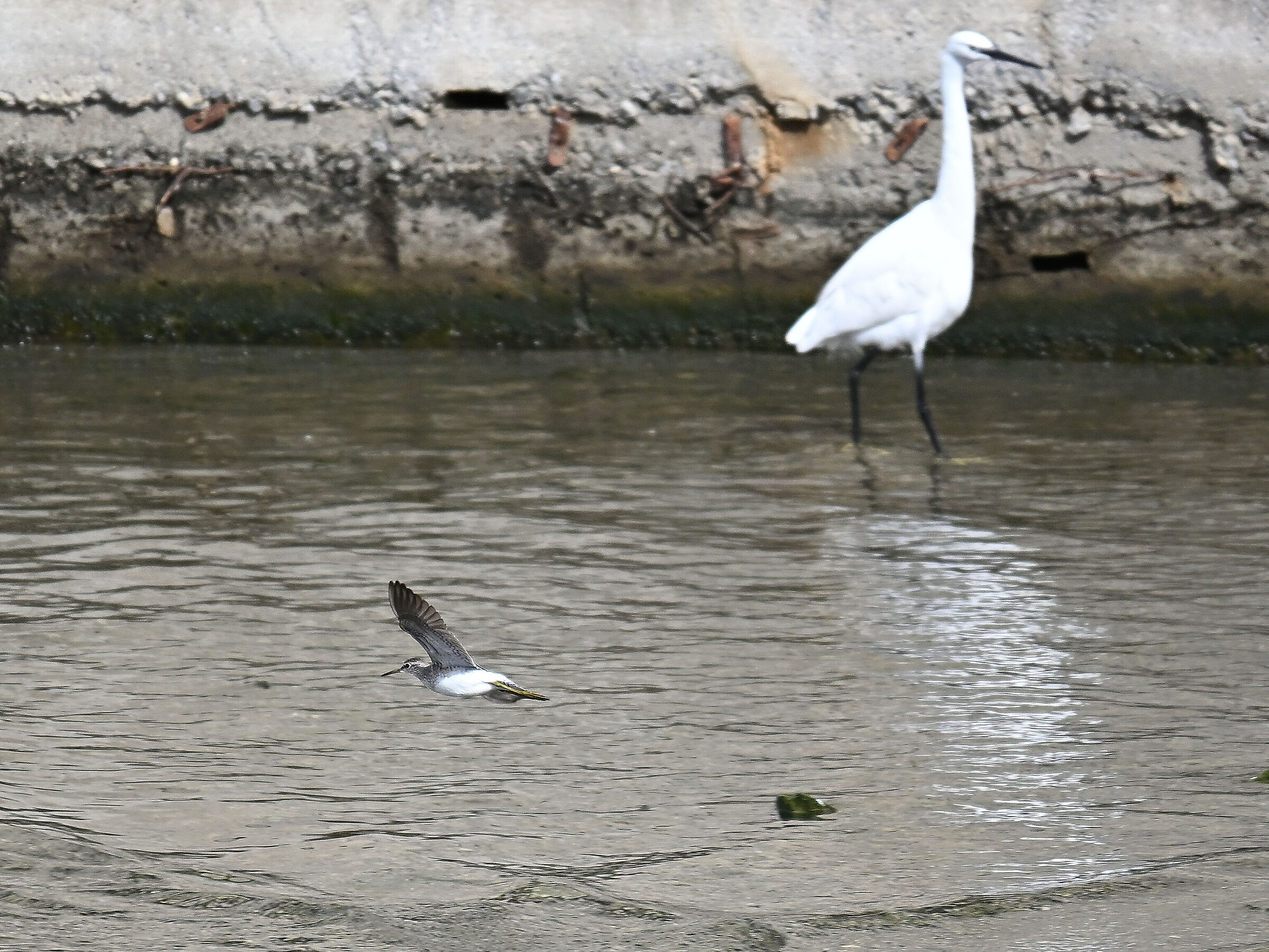 Wood Sandpiper
