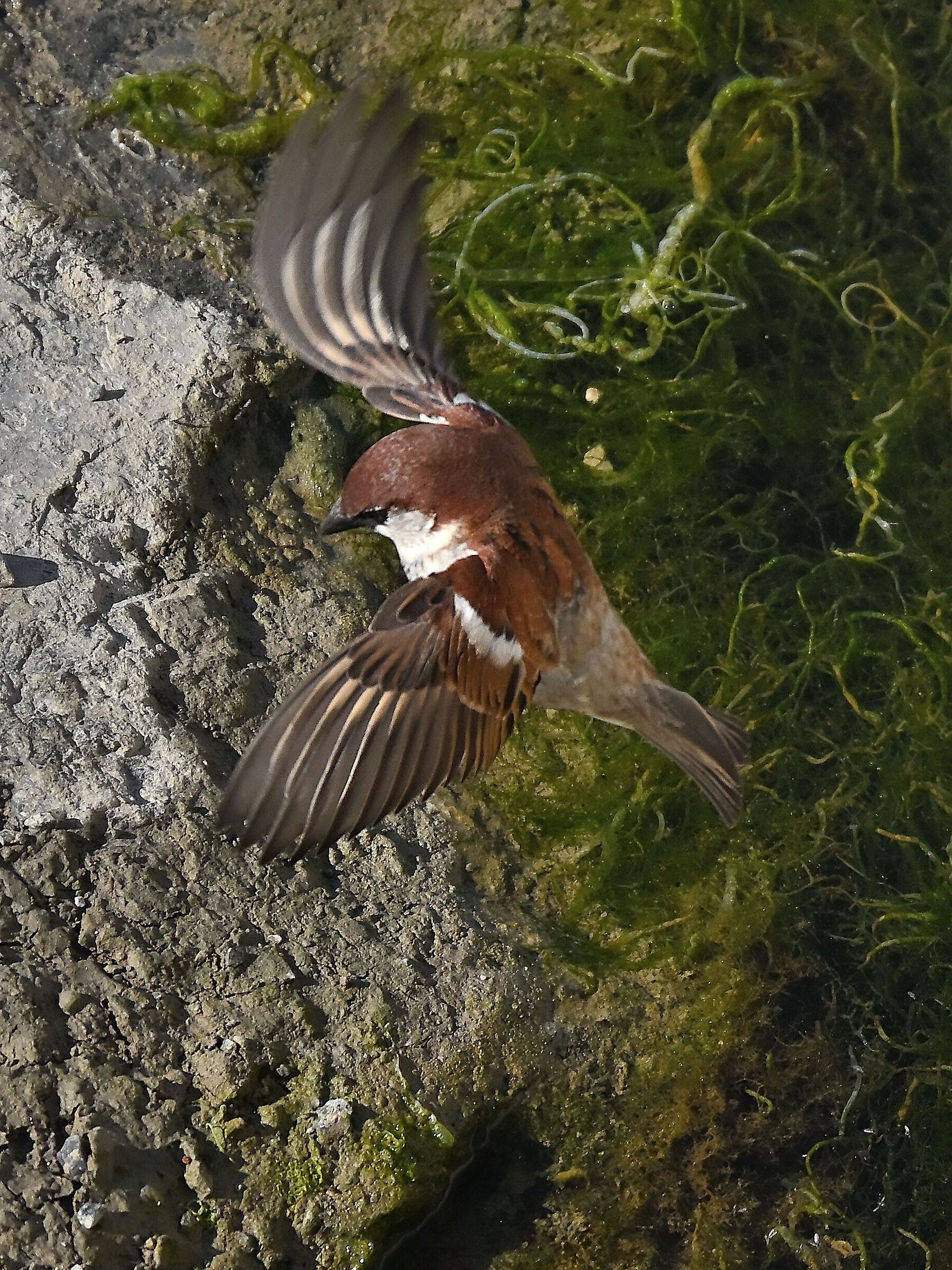 The Sparrow of Italy