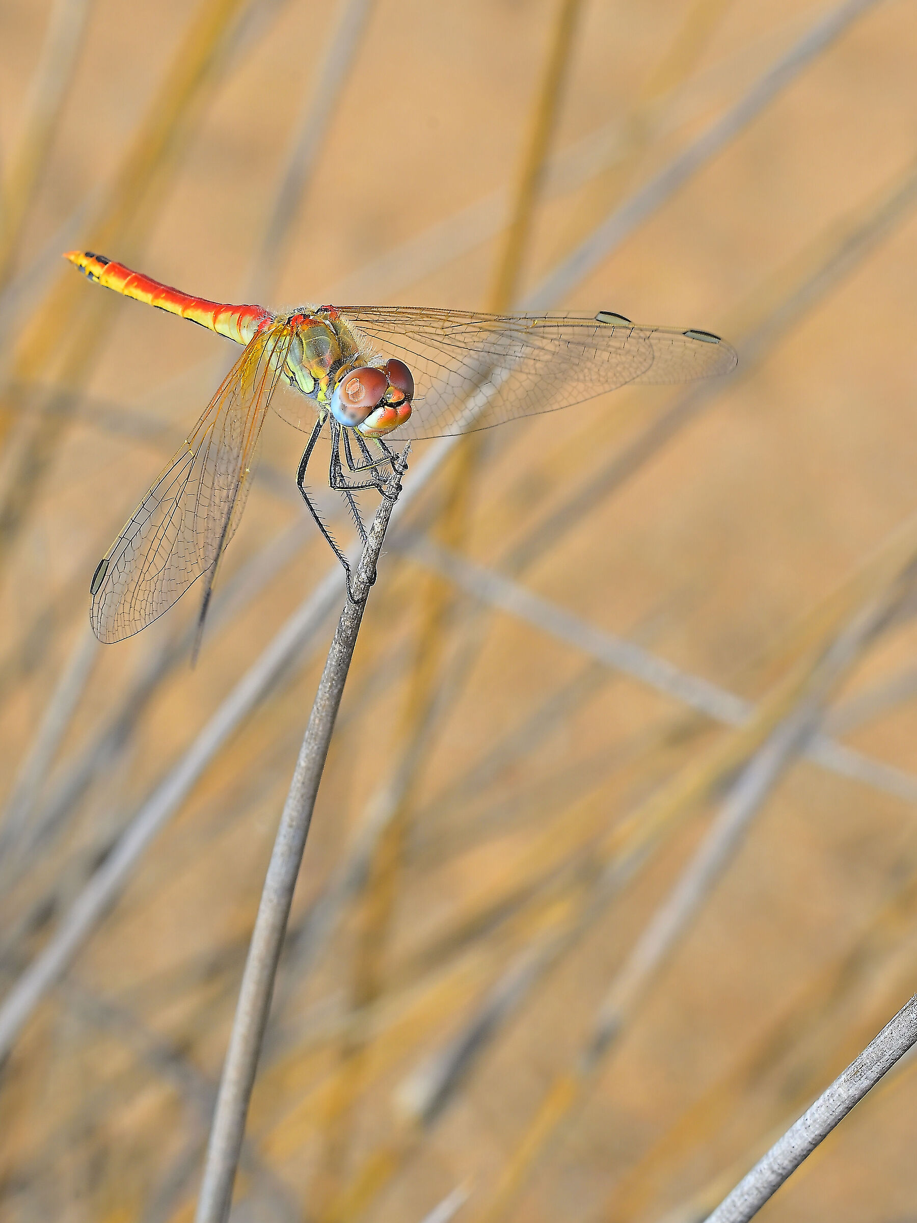 Sympetrum Fonscolombii
