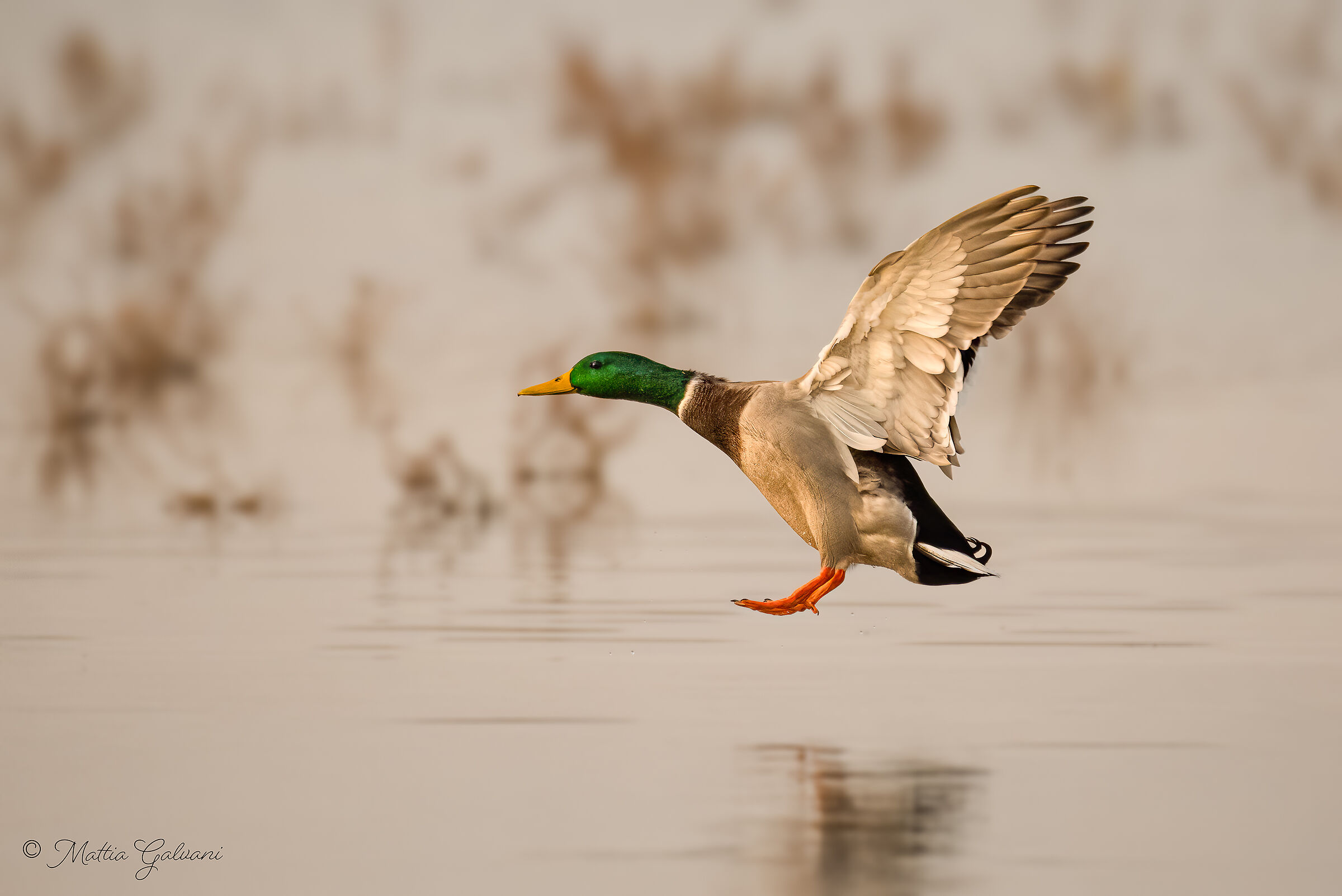 Germano con carrelli pronti