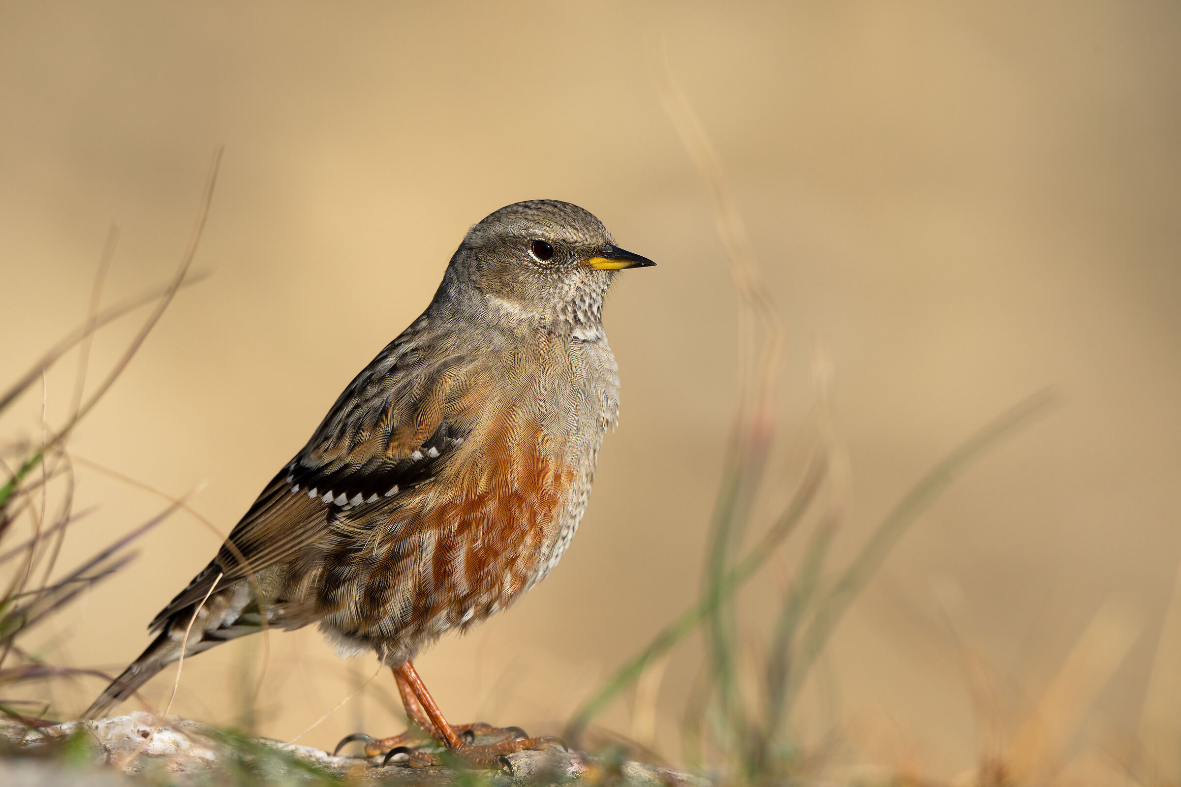 Alpine accentor