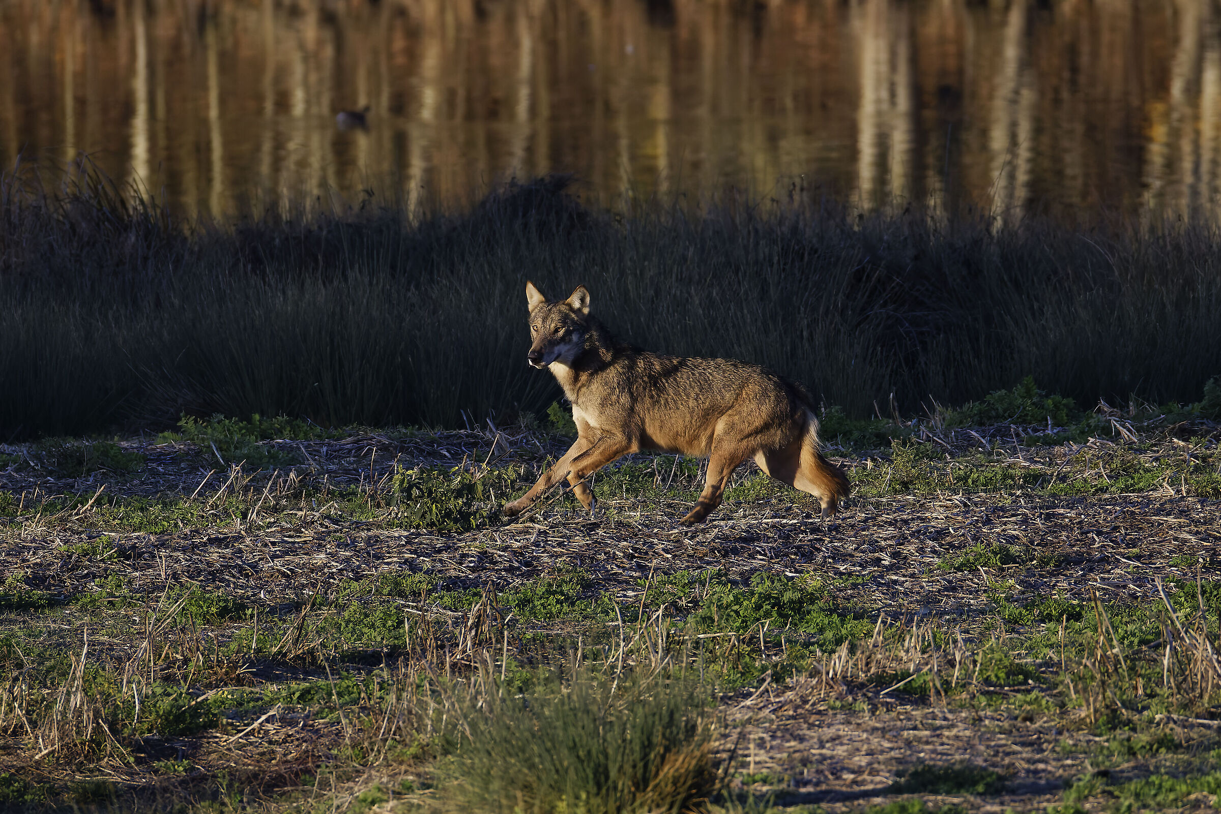 My friend Wolf came to visit me again...