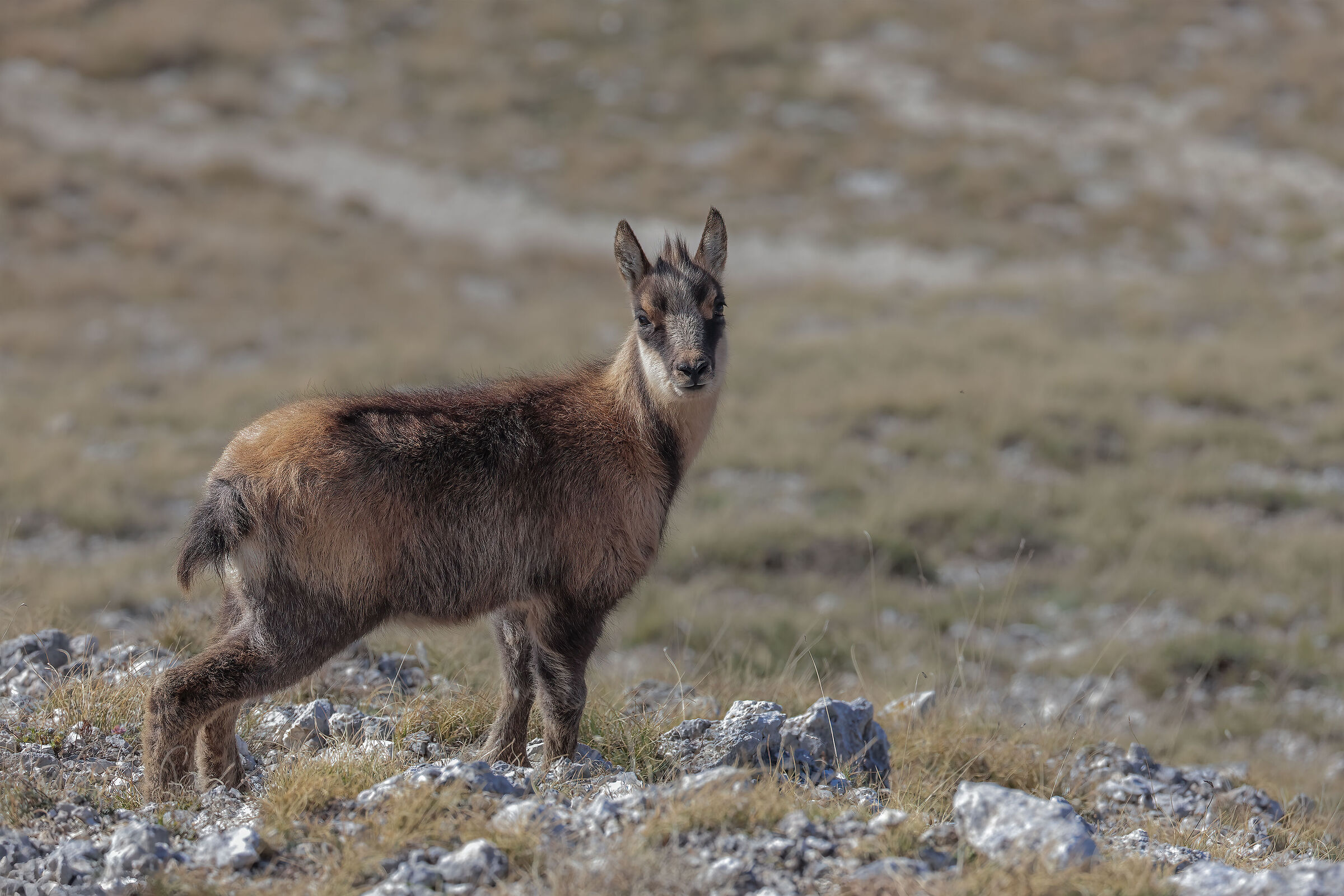 Young Apennine chamois