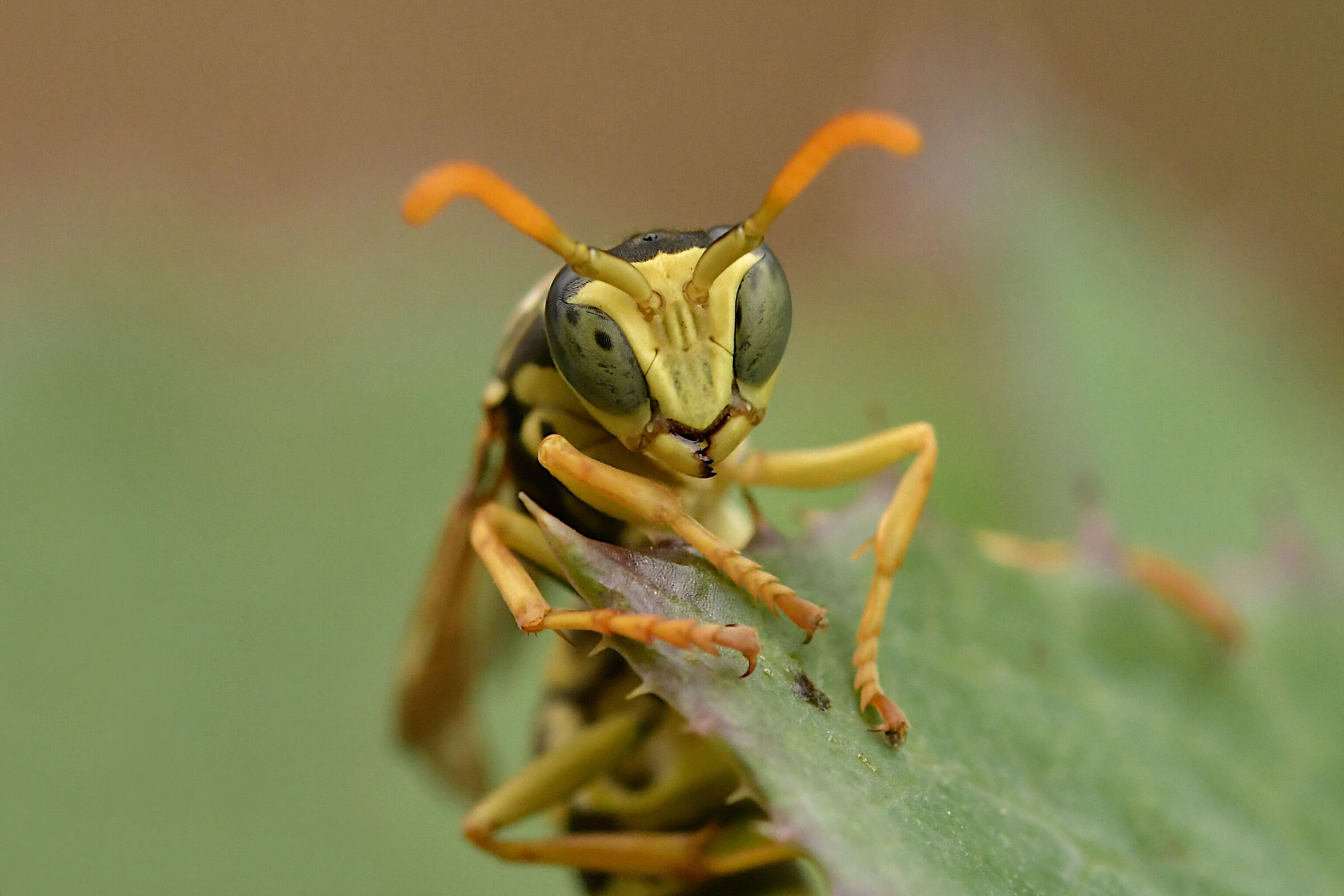 Lo sforzo della vespa cartonaia