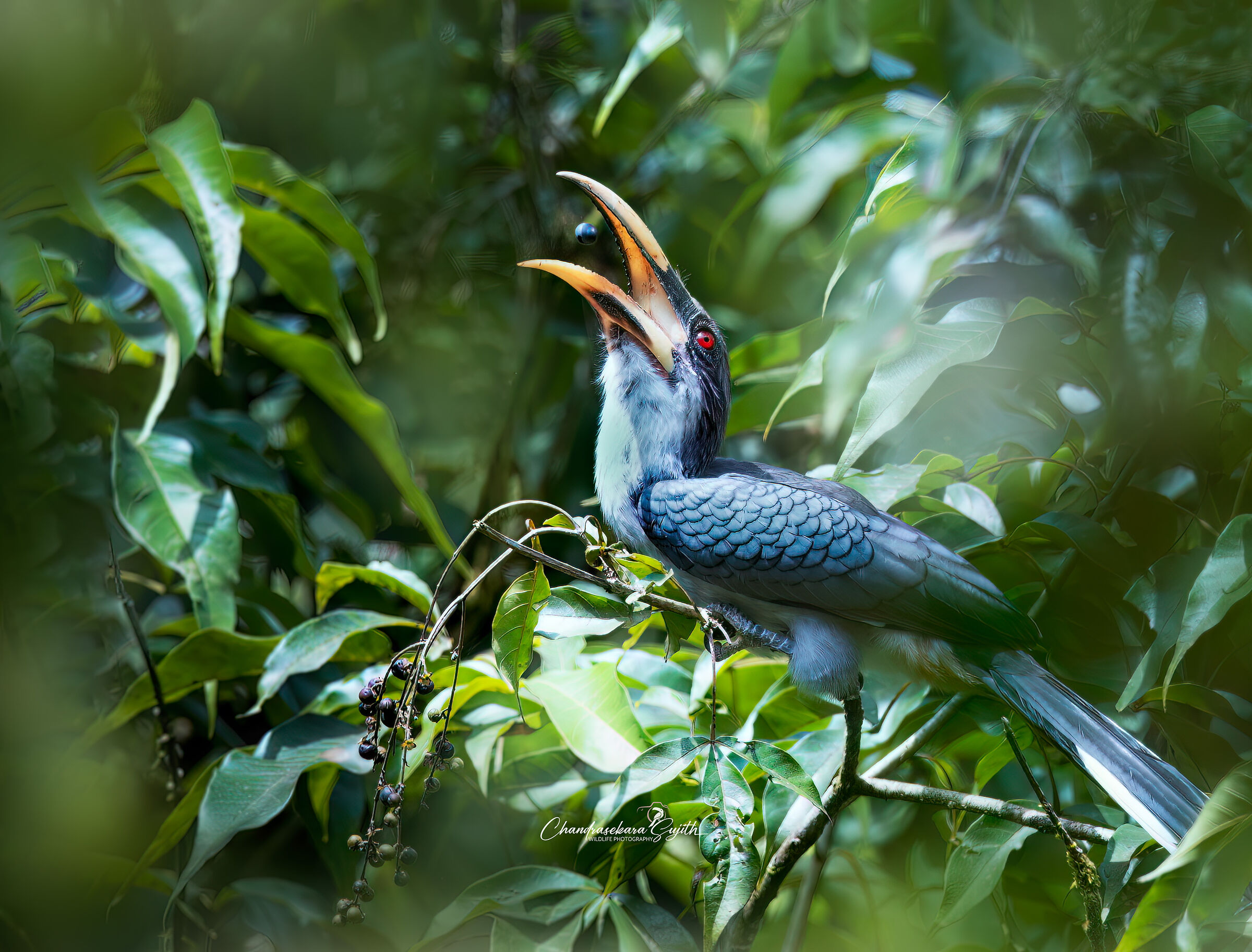 Sri Lanka Grey hornbill