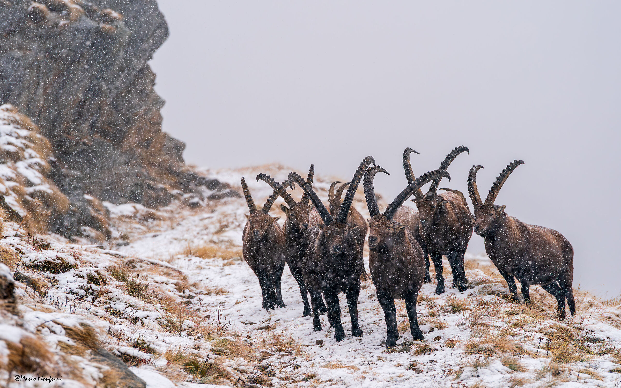La gang del Gran Paradiso