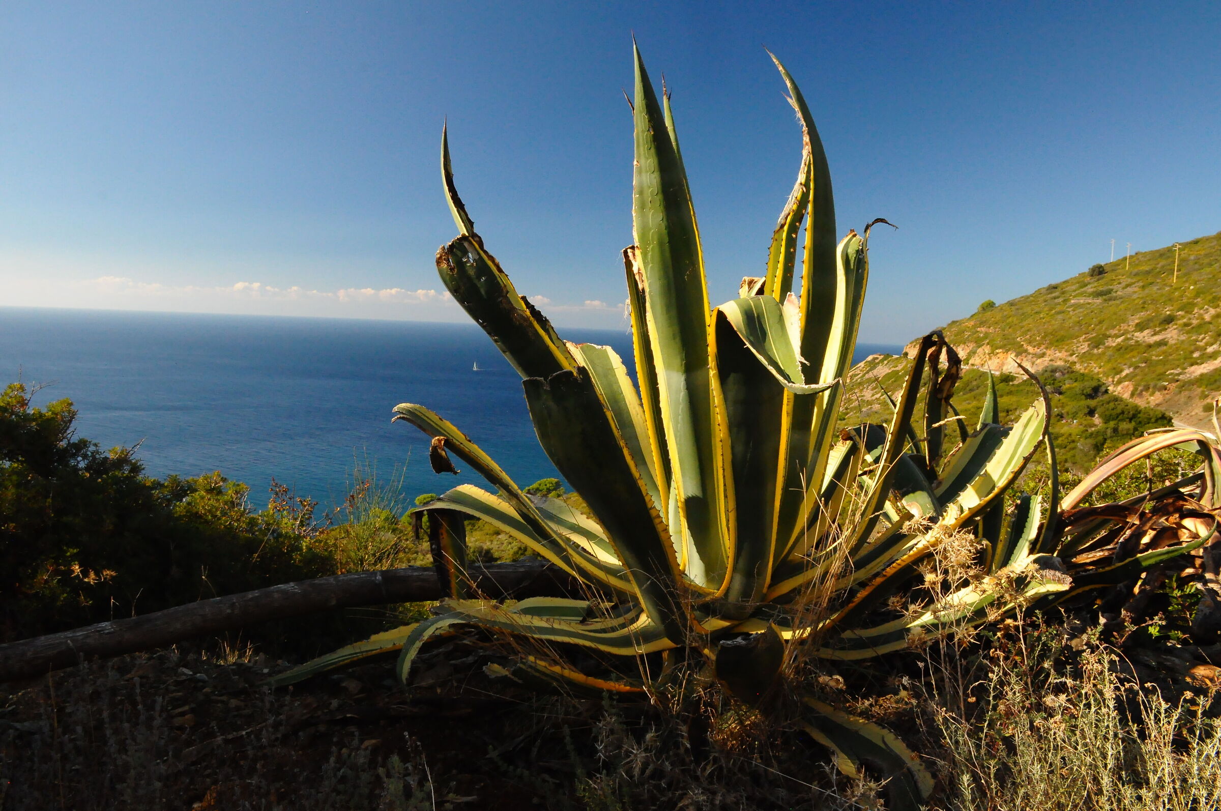 Agave