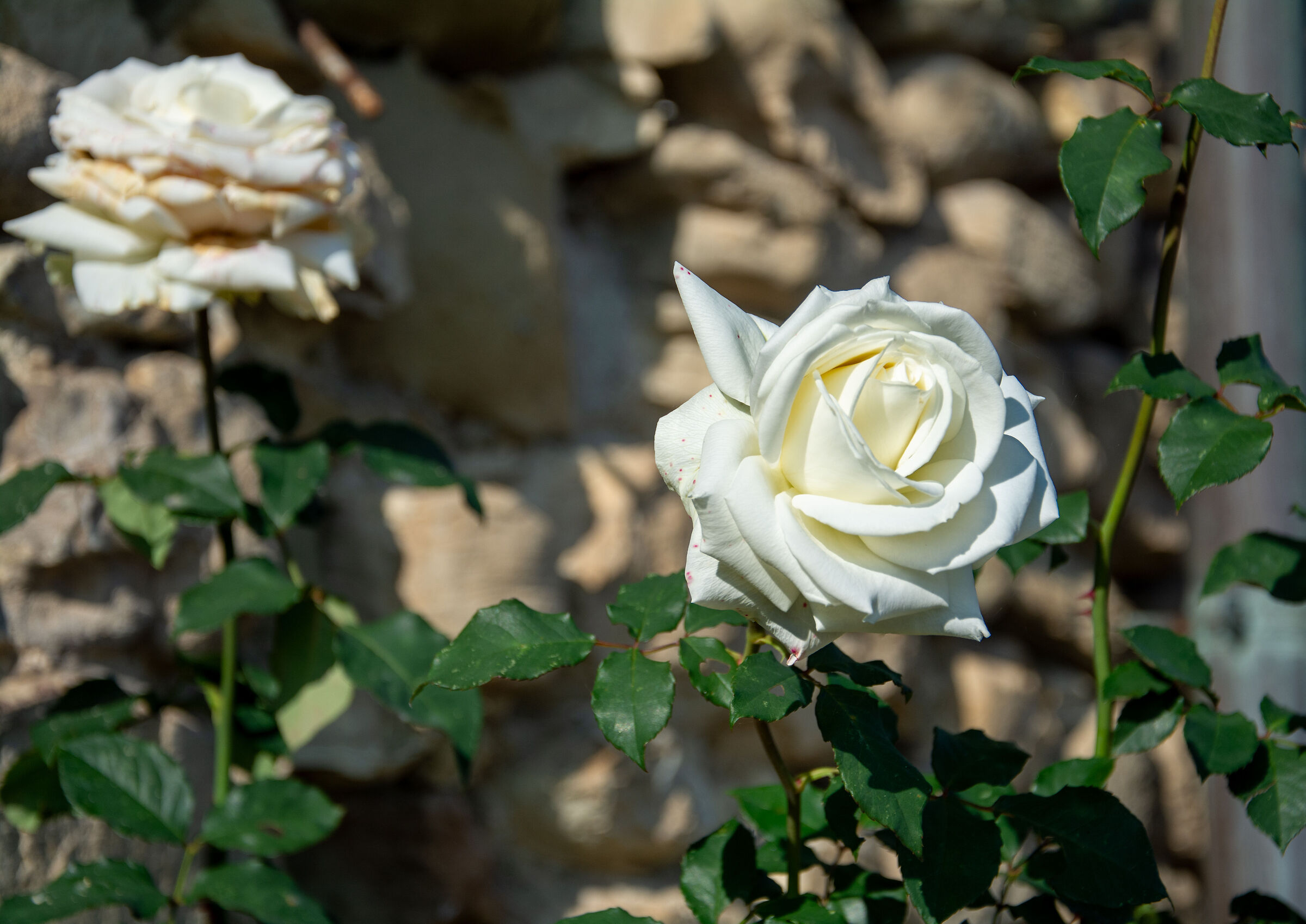 White rose