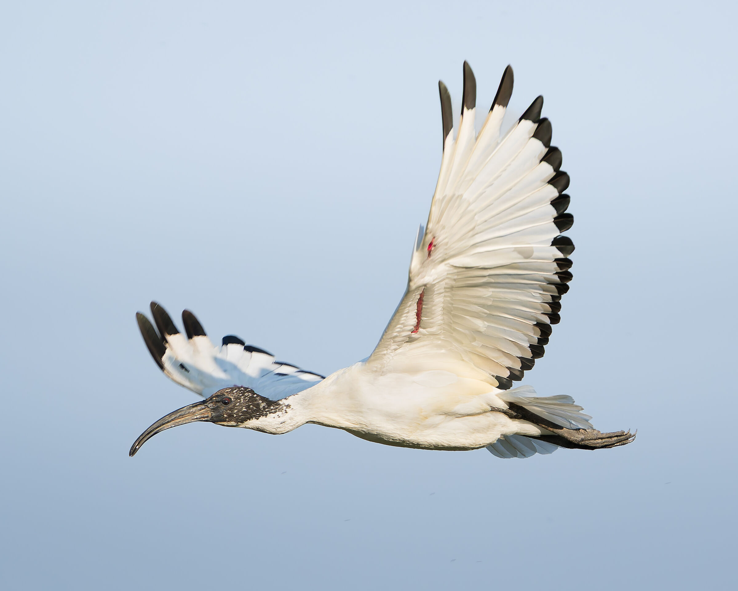 Ibis sacro in volo