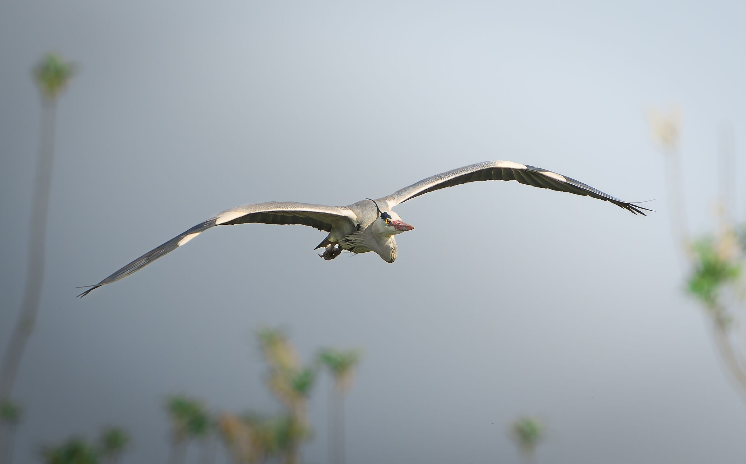 Airone in planata
