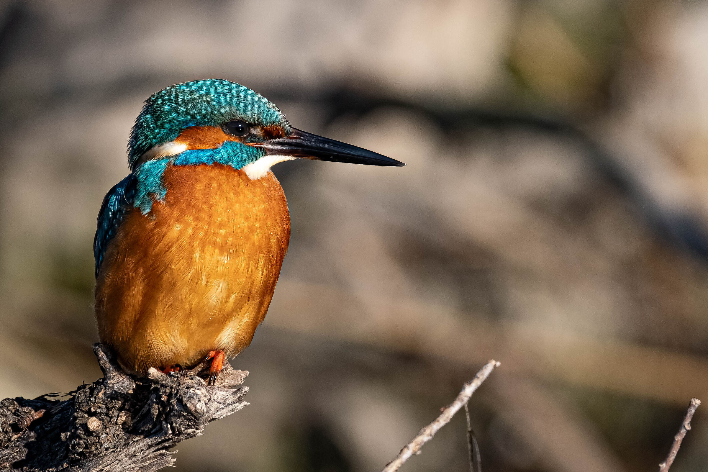 Kingfisher