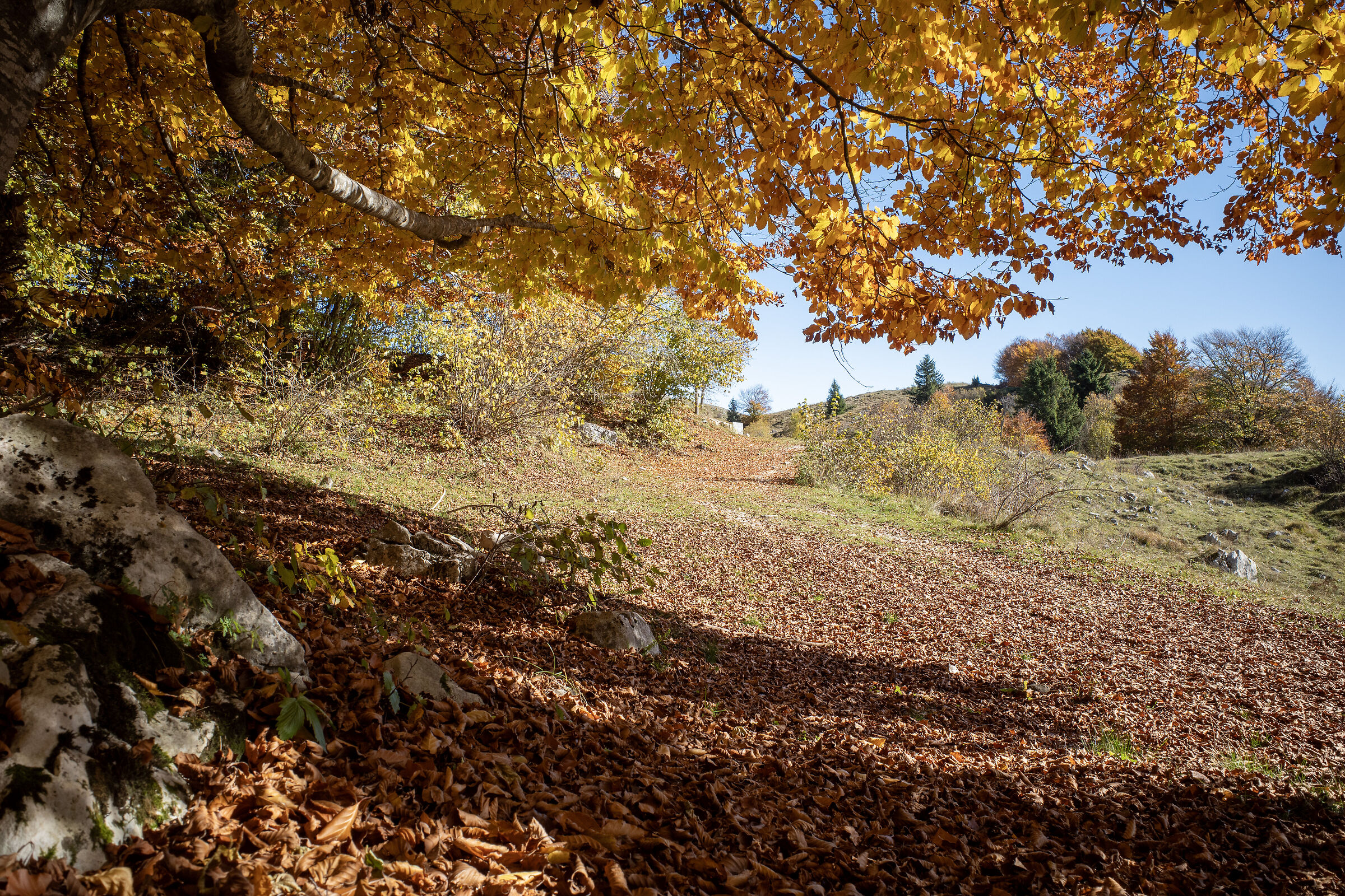 Monte Baldo - dintorni Malga Zocchi
