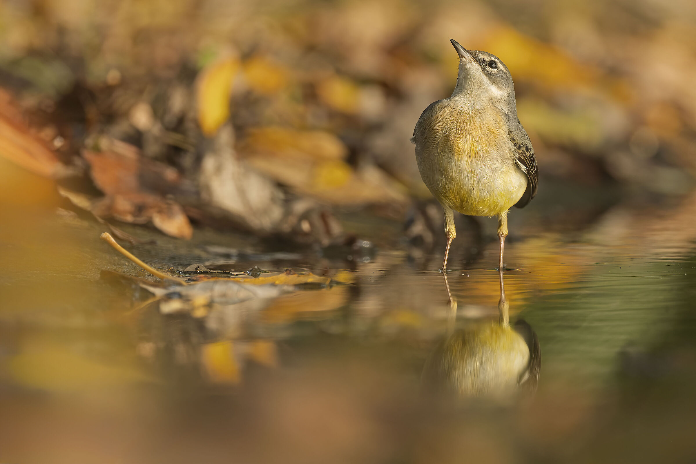 Grey wagtail