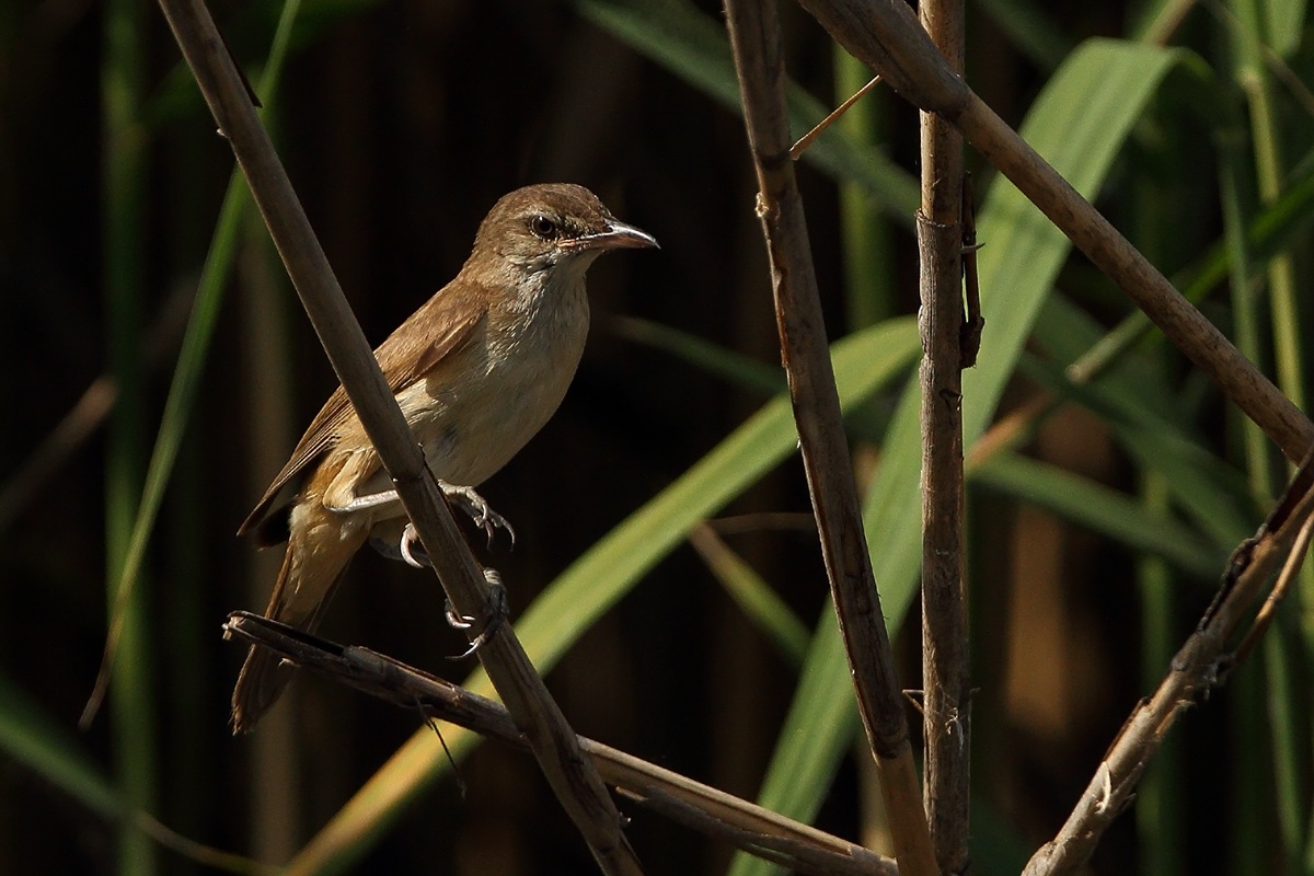 reed warbler
