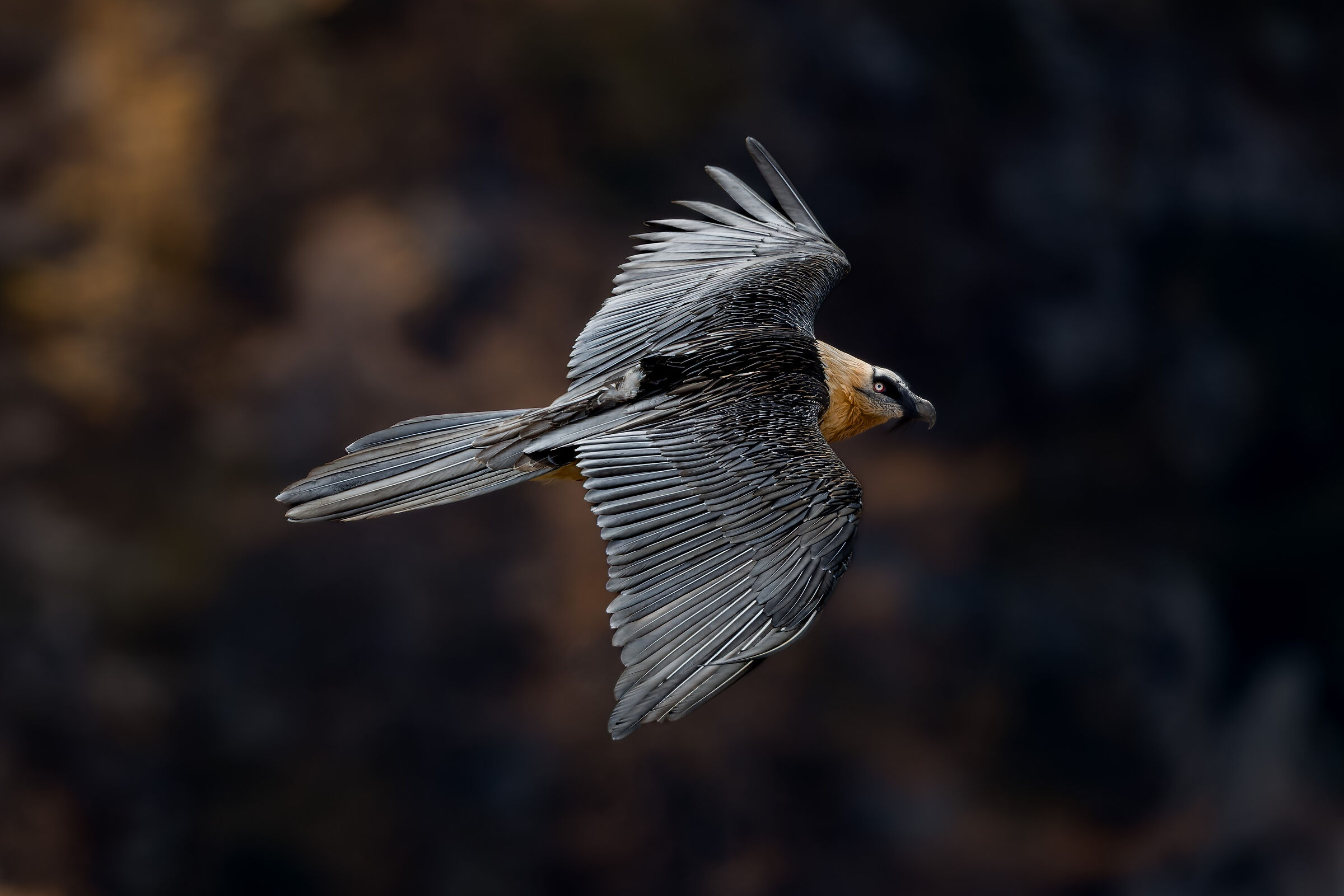 Gypaetus Barbatus - Parco Nazionale Gran Paradiso