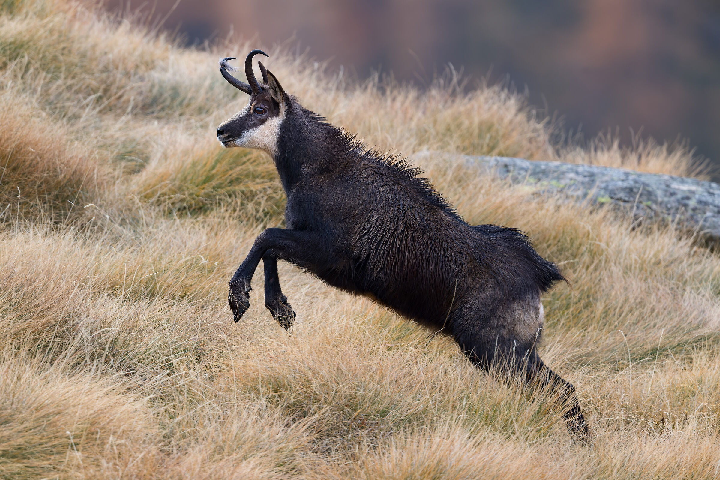 Alpine Chamois - Gran Paradiso National Park