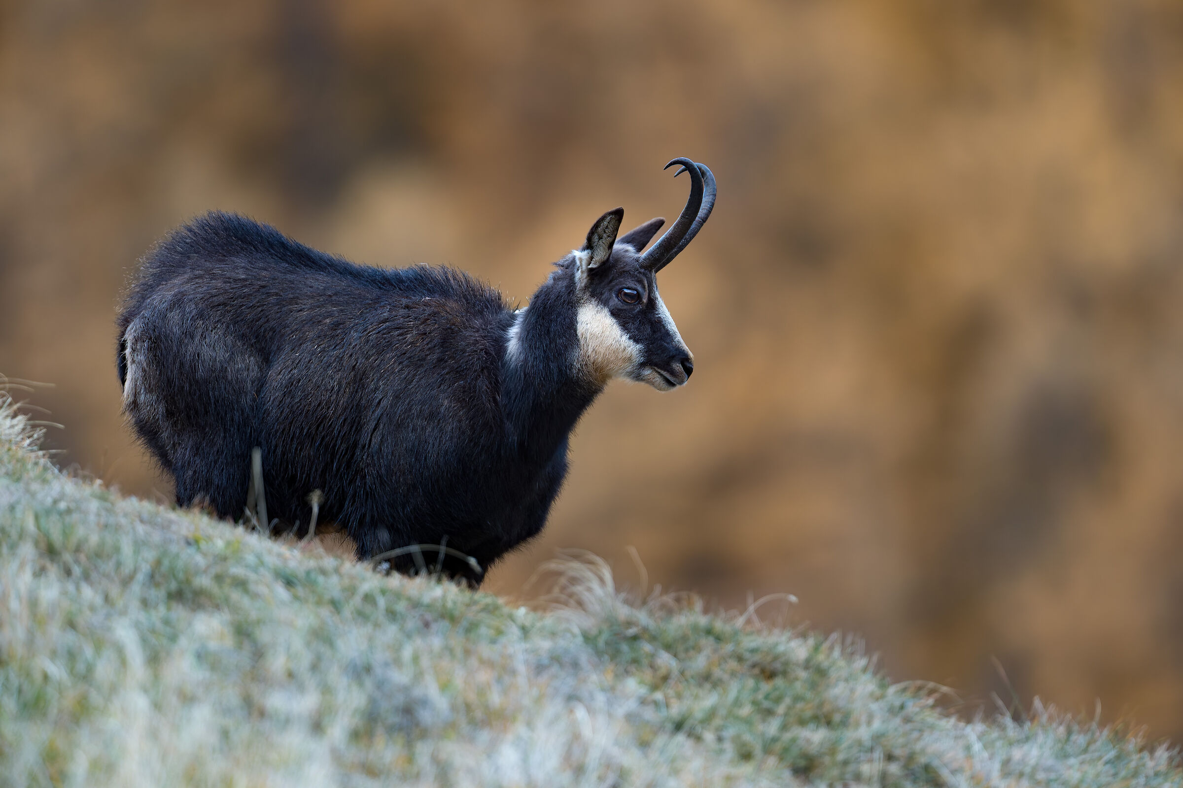 Alpine Chamois - Gran Paradiso National Park