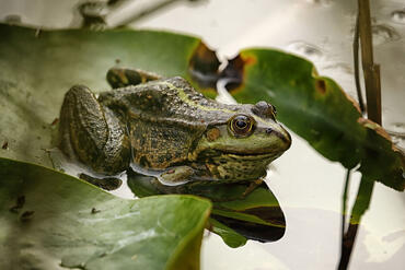 Rana dalmatina