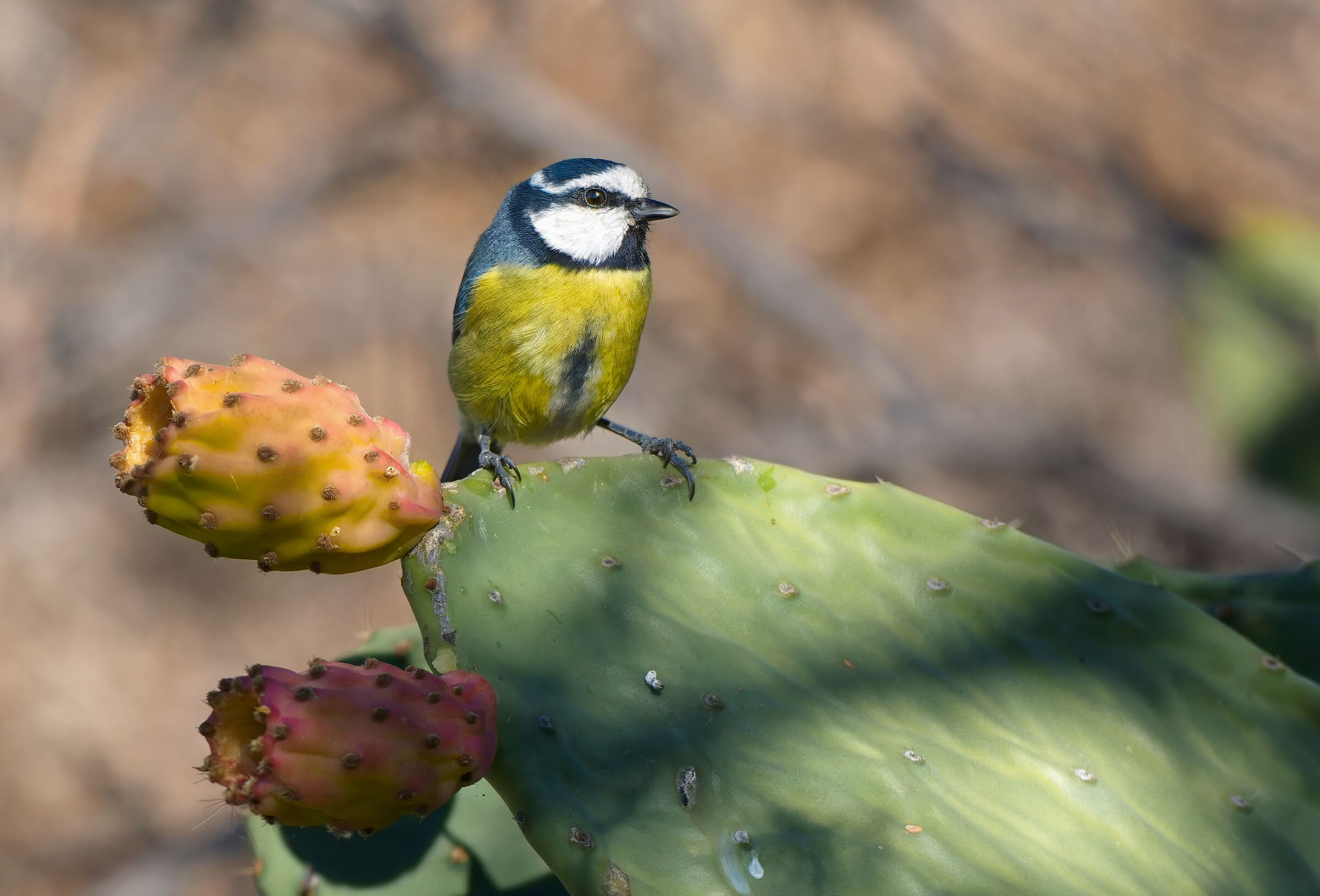 Canarian Blue (Cyanistes teneriffae)