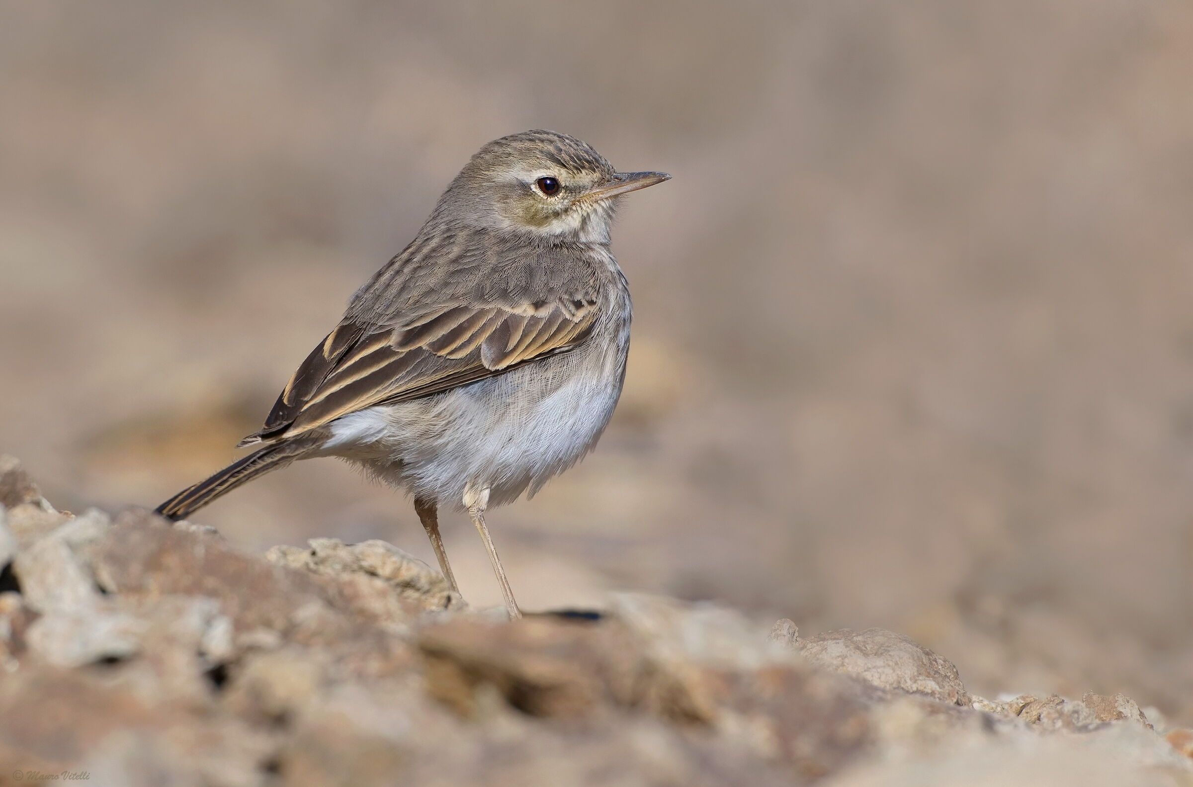 Berthelot's pipit (Anthus berthelotii)